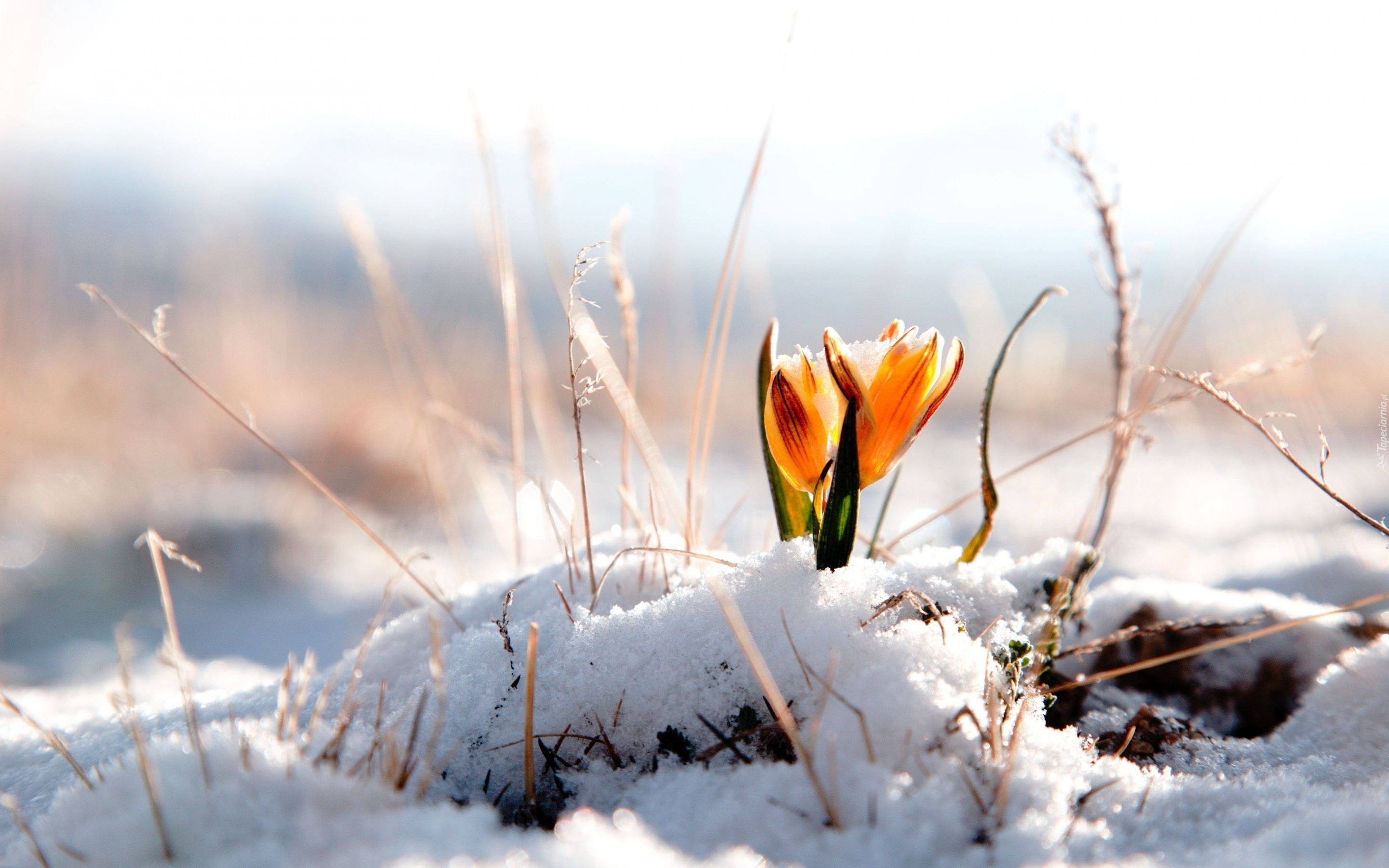 Śnieg, Żółty, Krokus