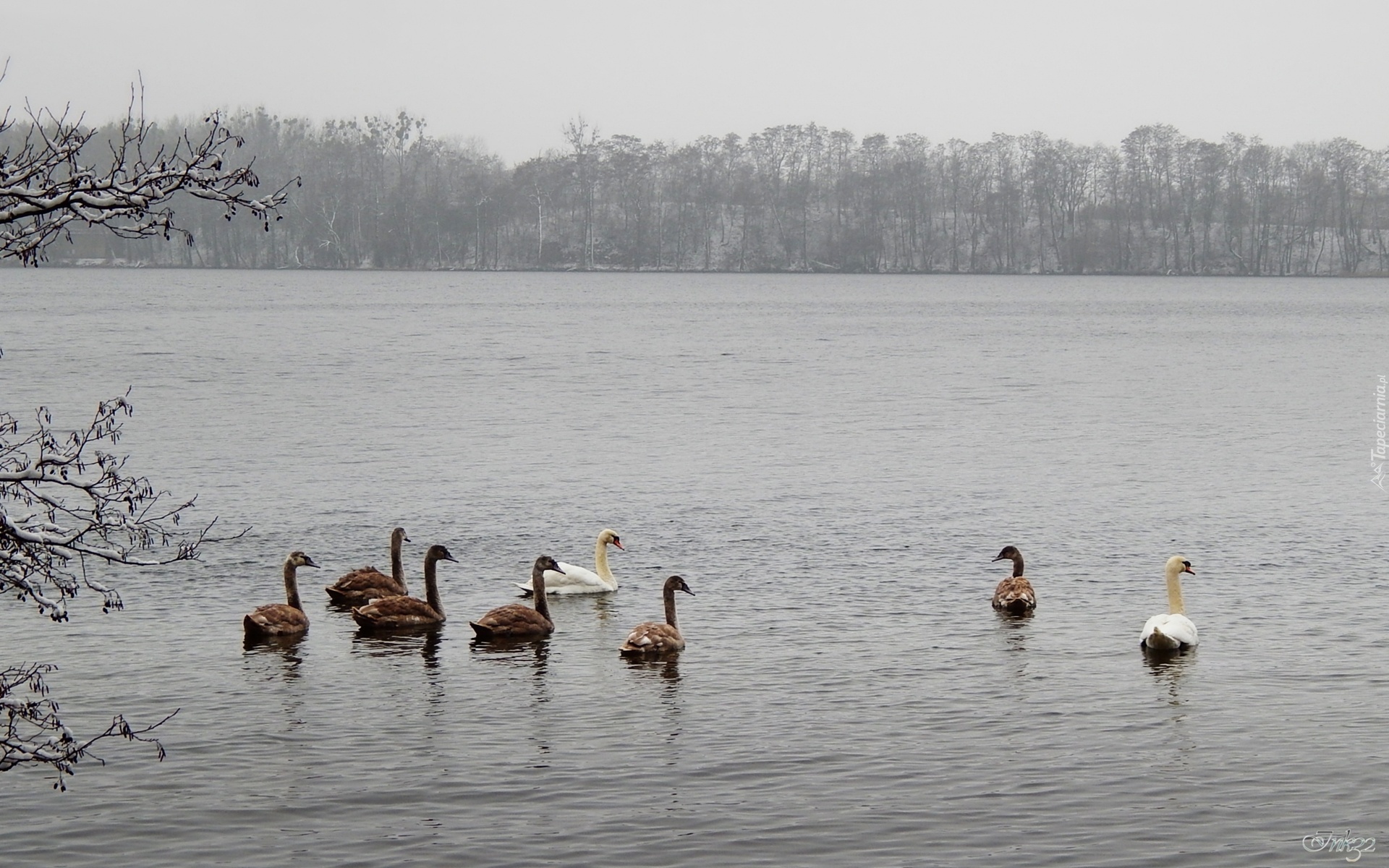 Łabędzie, Jezioro, Drzewa