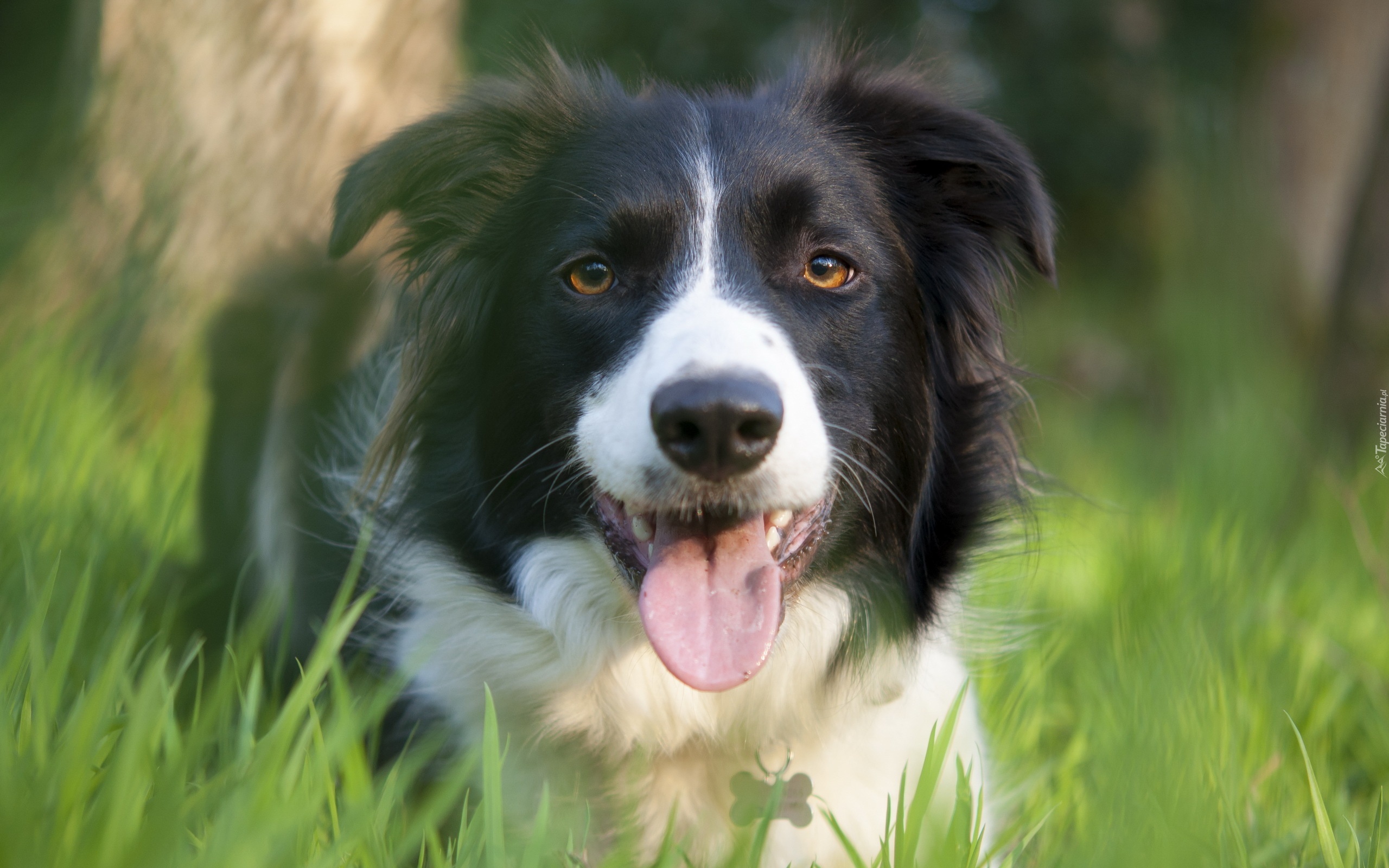 Border, Collie, Łąka, Trawa