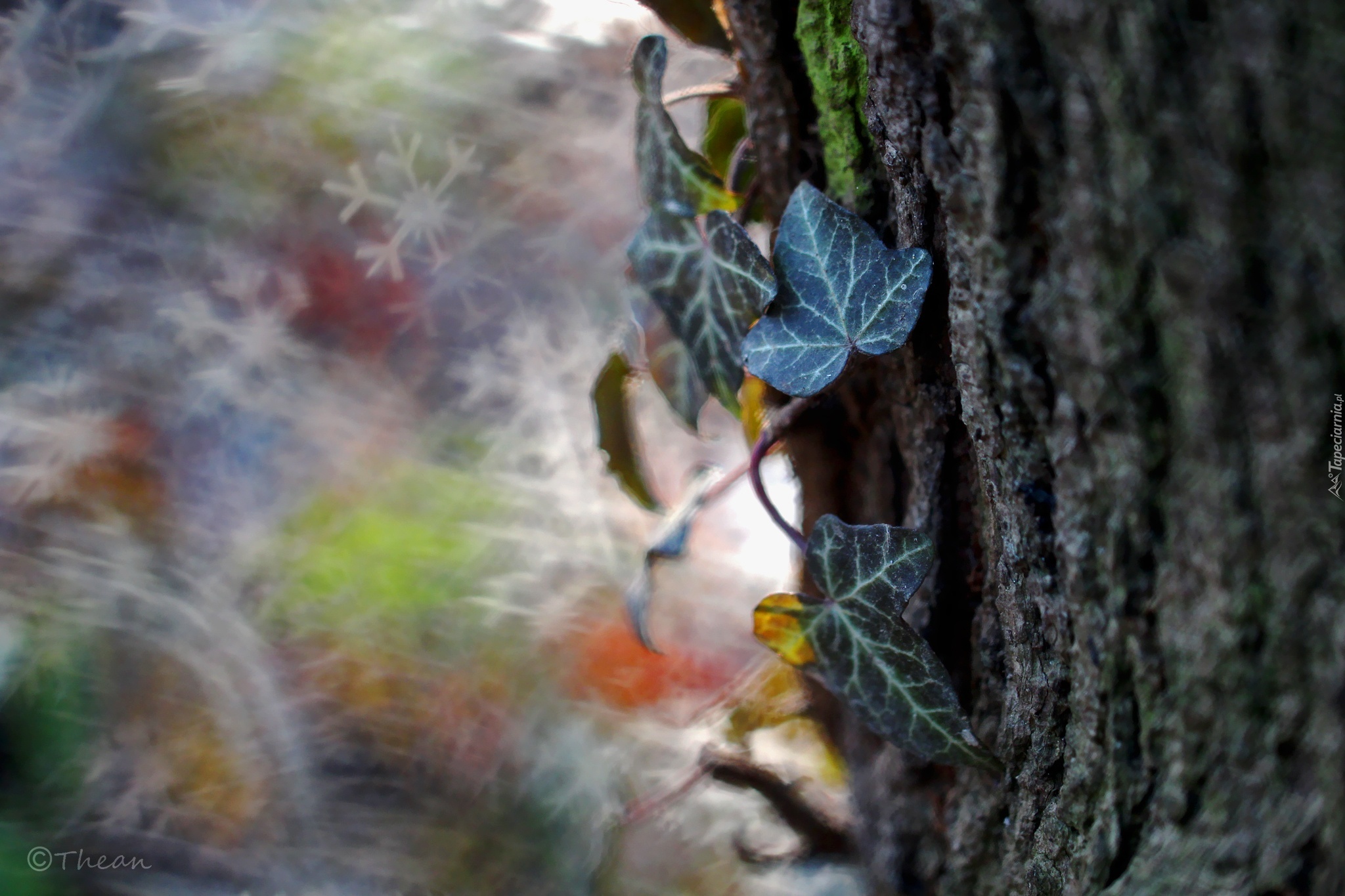 Drzewo, Bluszcz, Bokeh