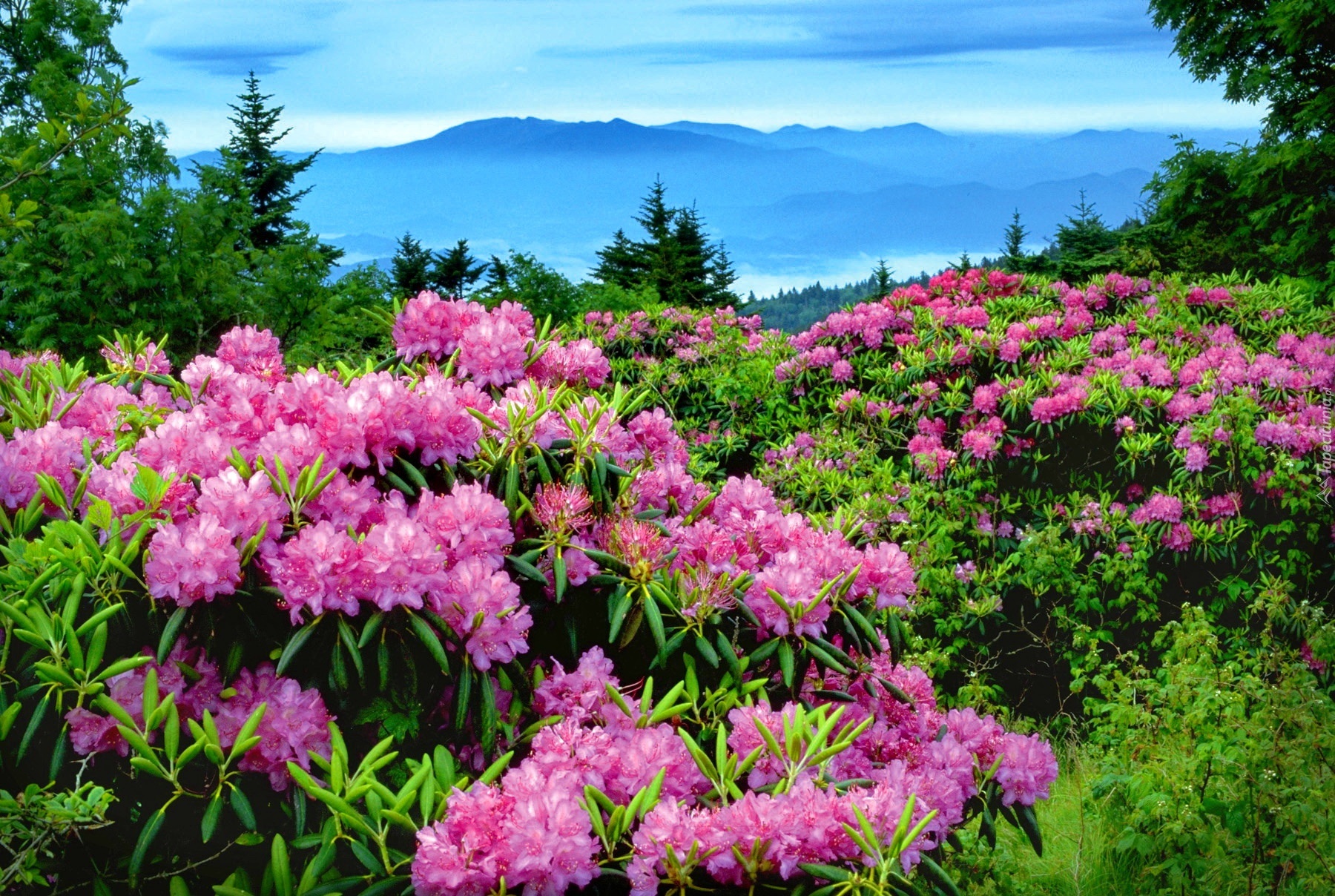 Góry, Łąka, Rododendrony