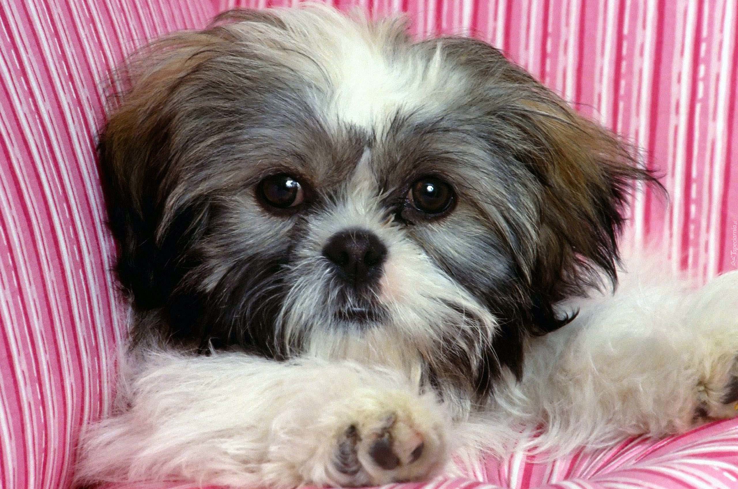 Shih Tzu, Szczeniak