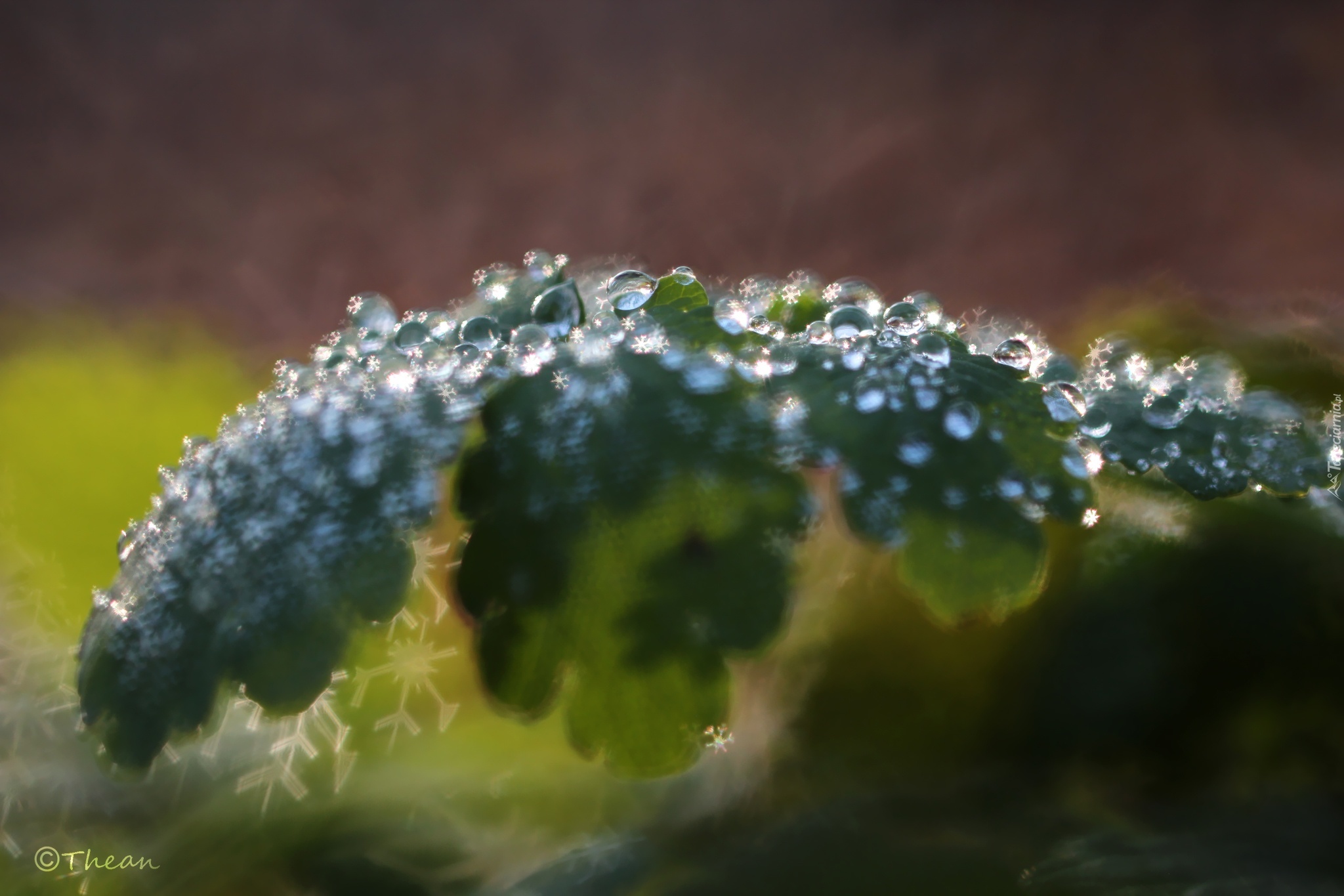 Liść, Krople, Bokeh