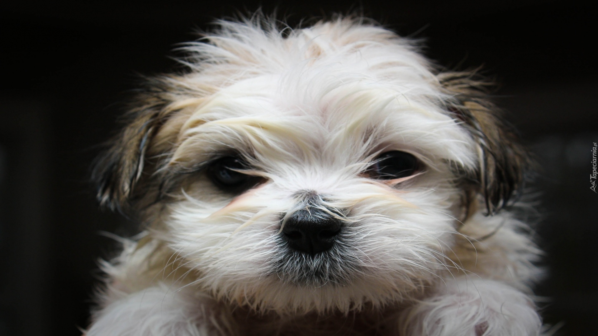 Shih Tzu, Mordka