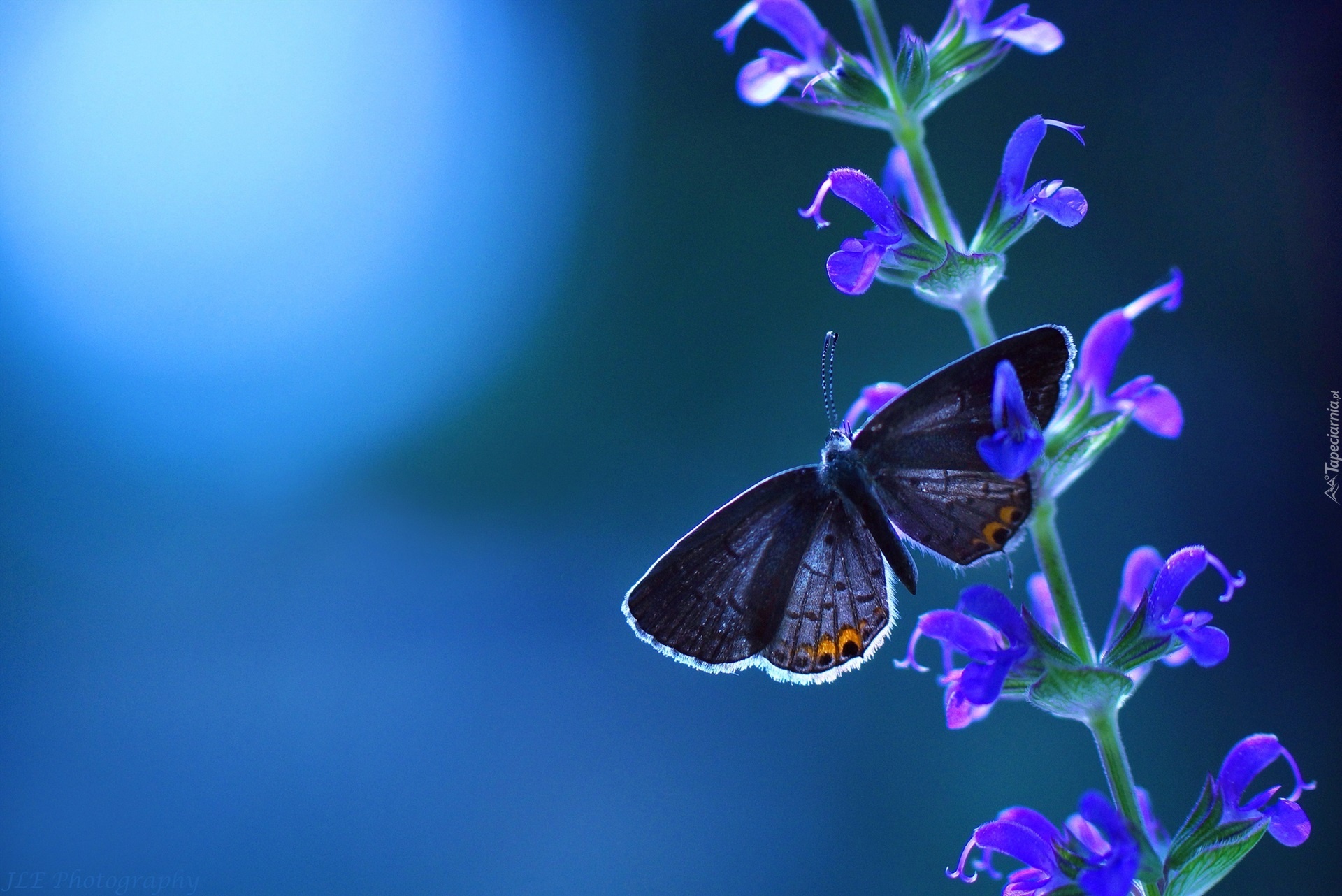 Motyl, Łodyżka, Kwiatki