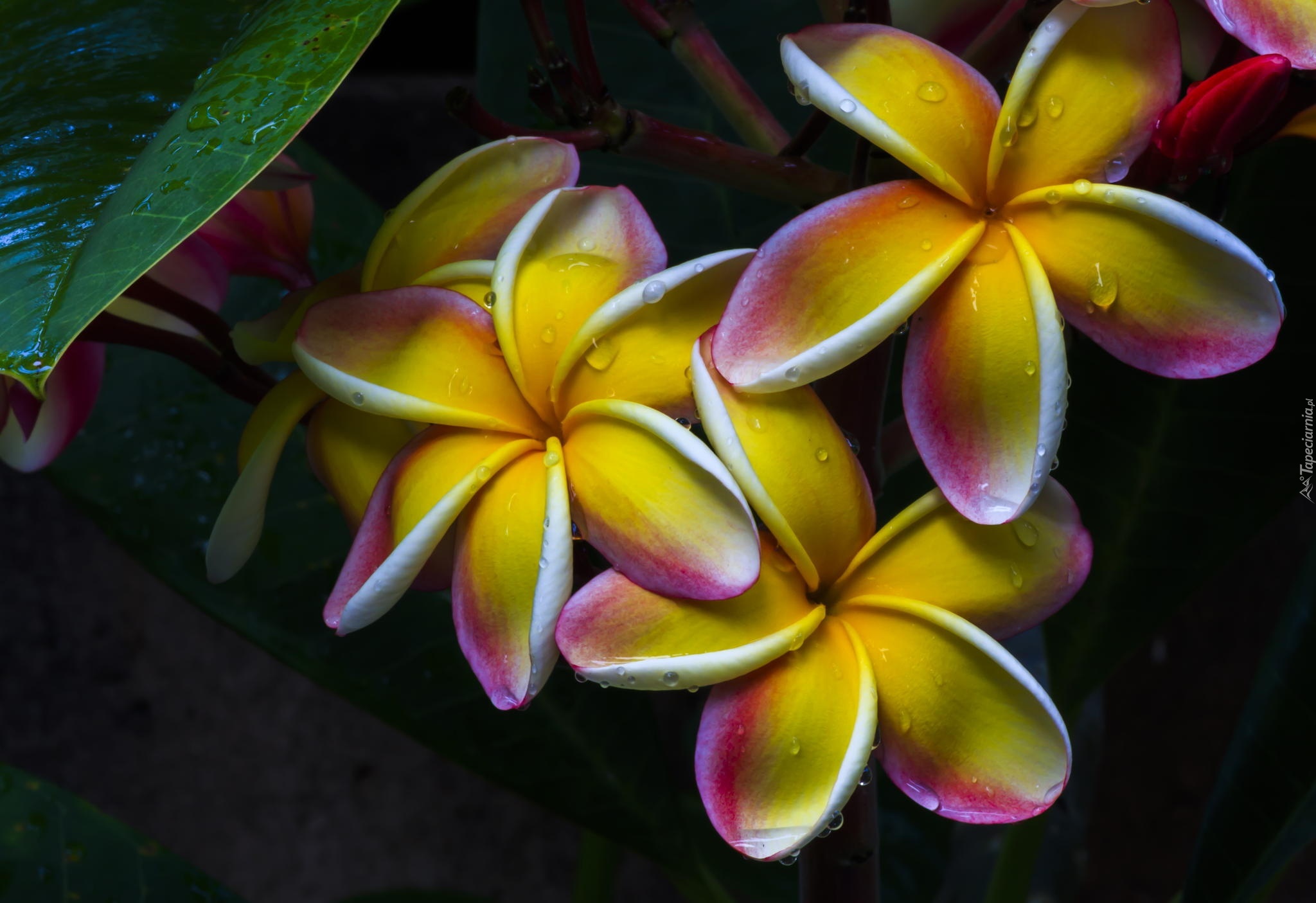 Kwiaty, Plumeria, Krople, Deszczu