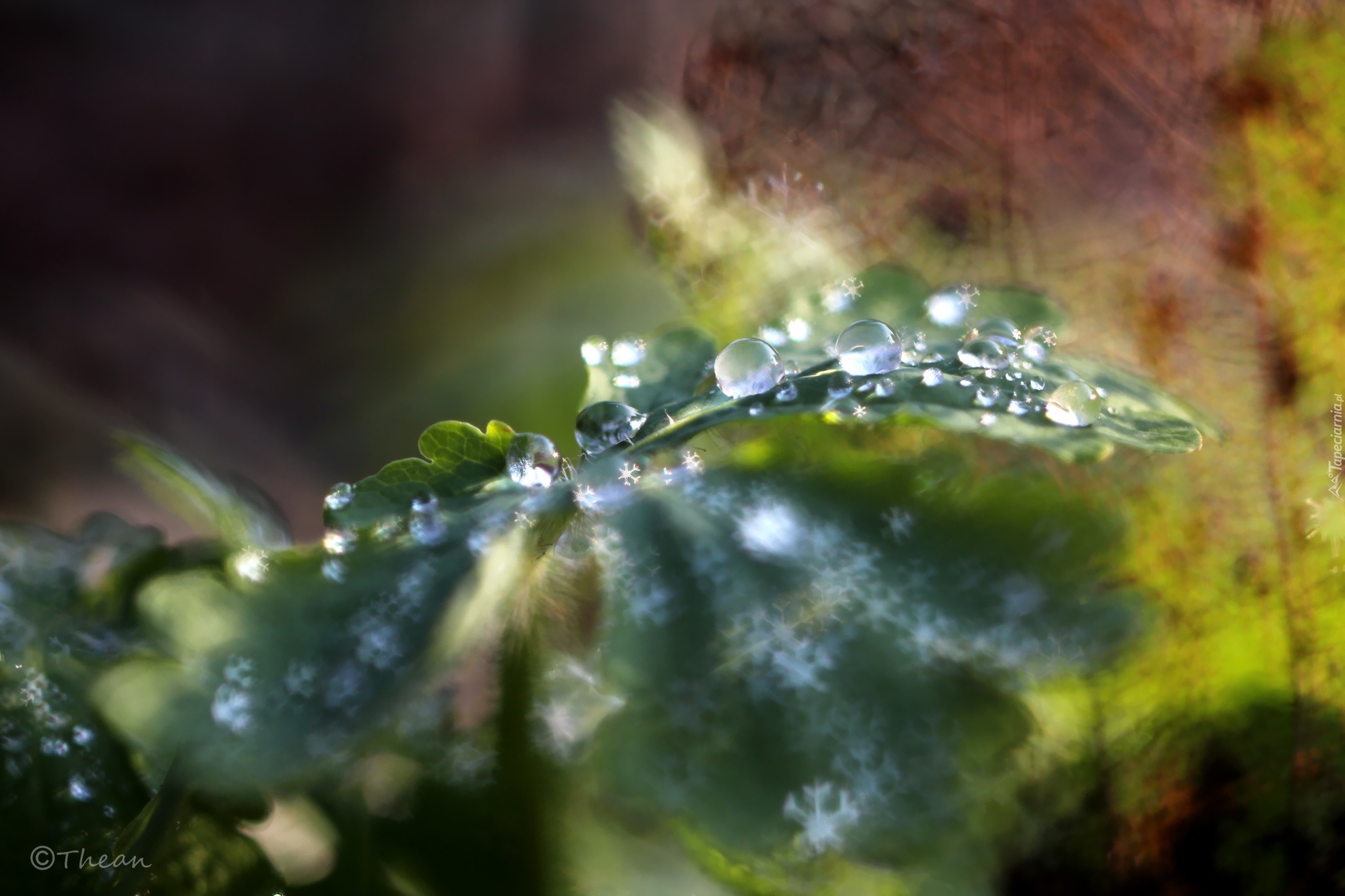 Liść, Krople, Bokeh, Makro