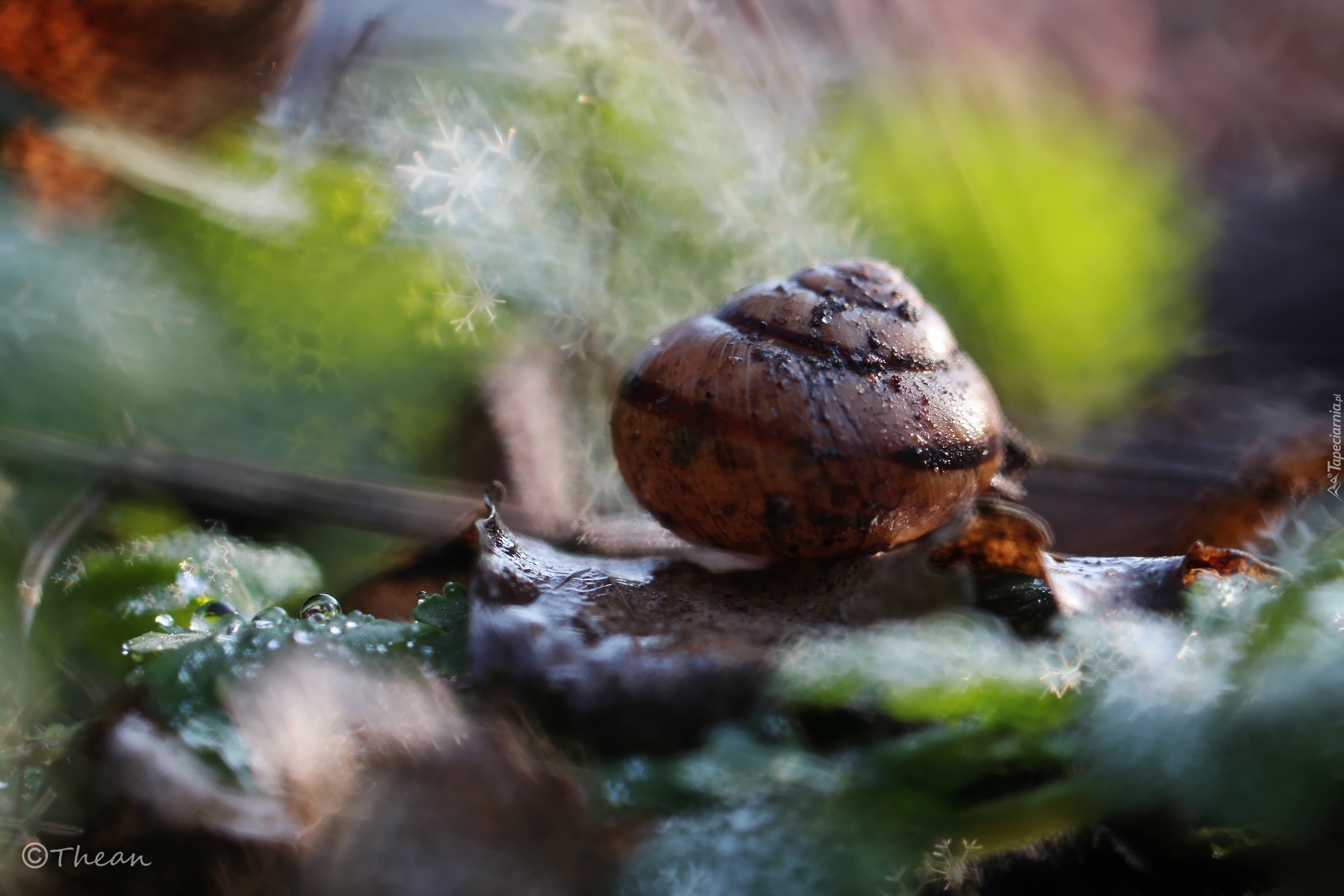 Muszla, Ślimaka, Bokeh