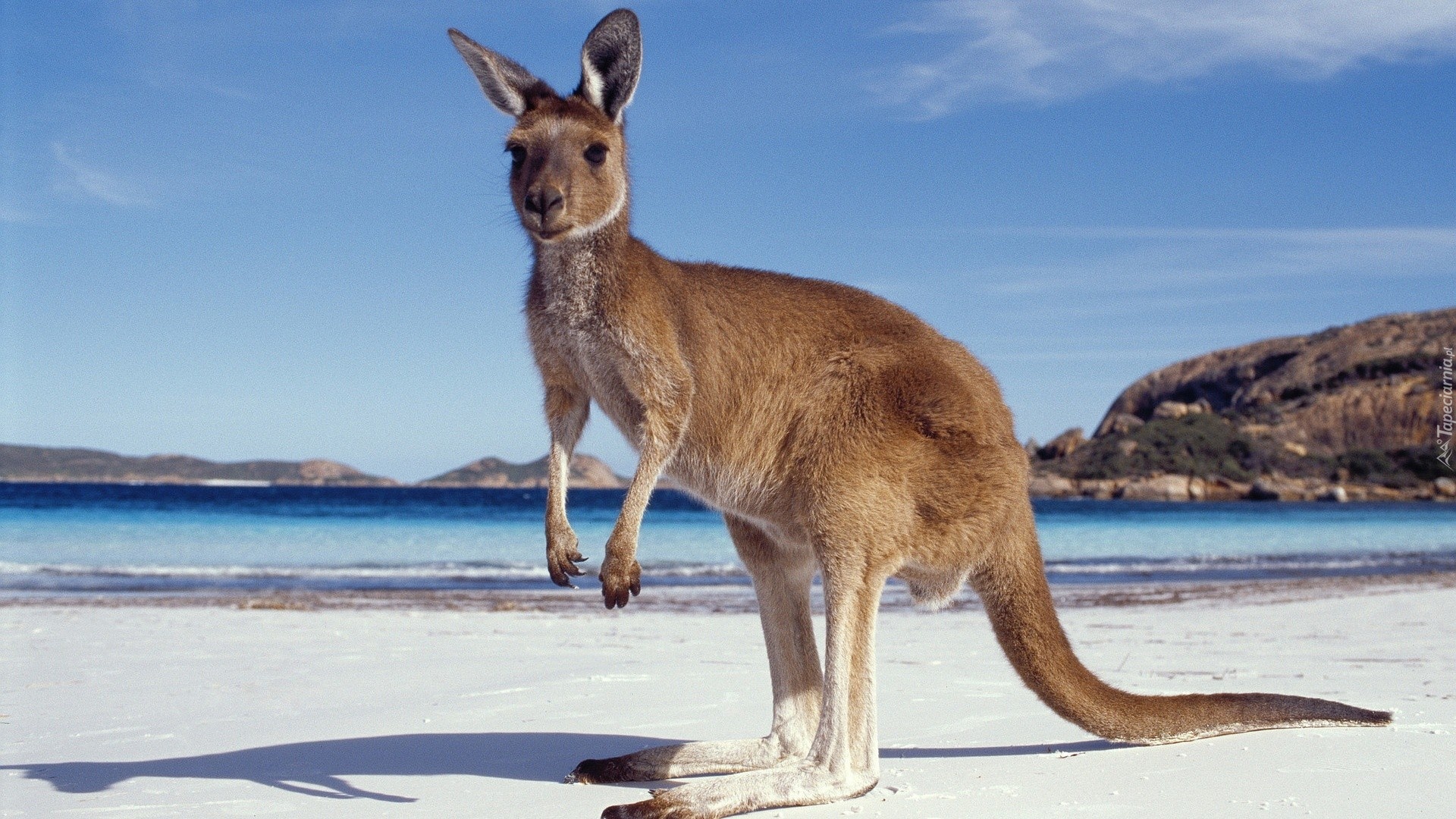 Kangur, Morze, Plaża, Góry, Australia