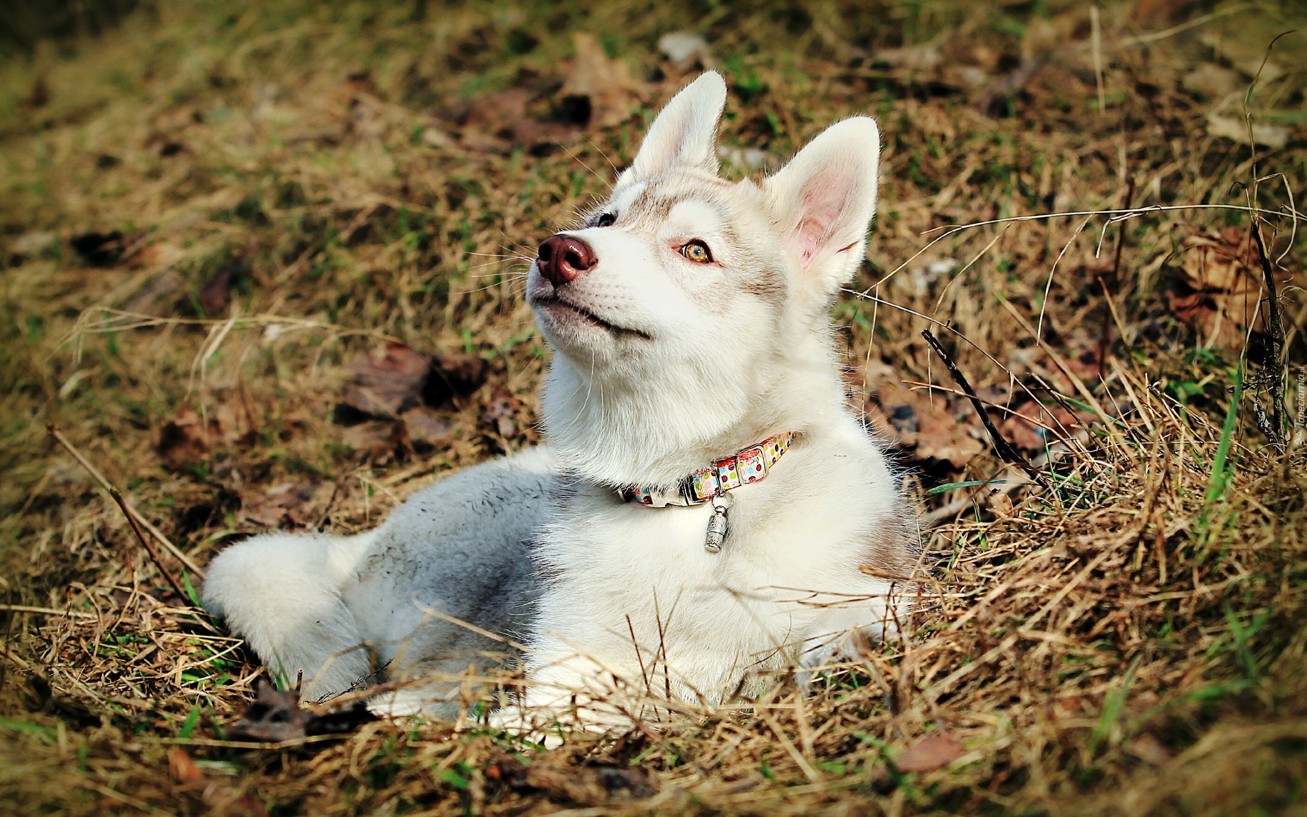 Siberian Husky, Obroża, Trawa