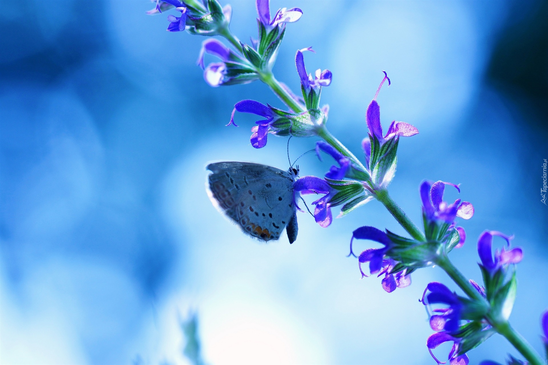 Motyl, Łodyżka, Kwiatki