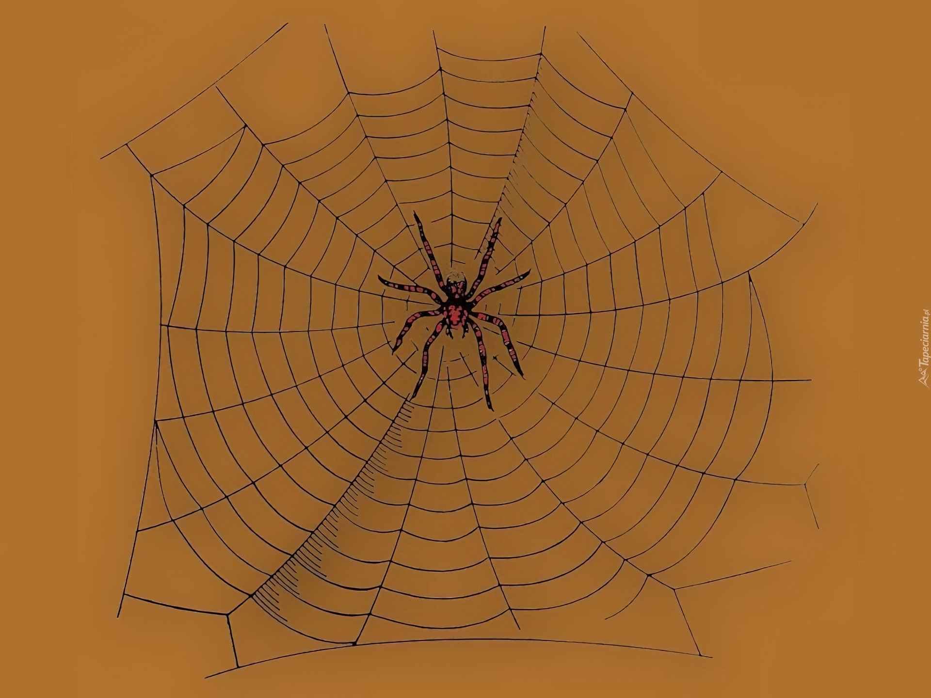 Halloween,pająk , pajęczyna