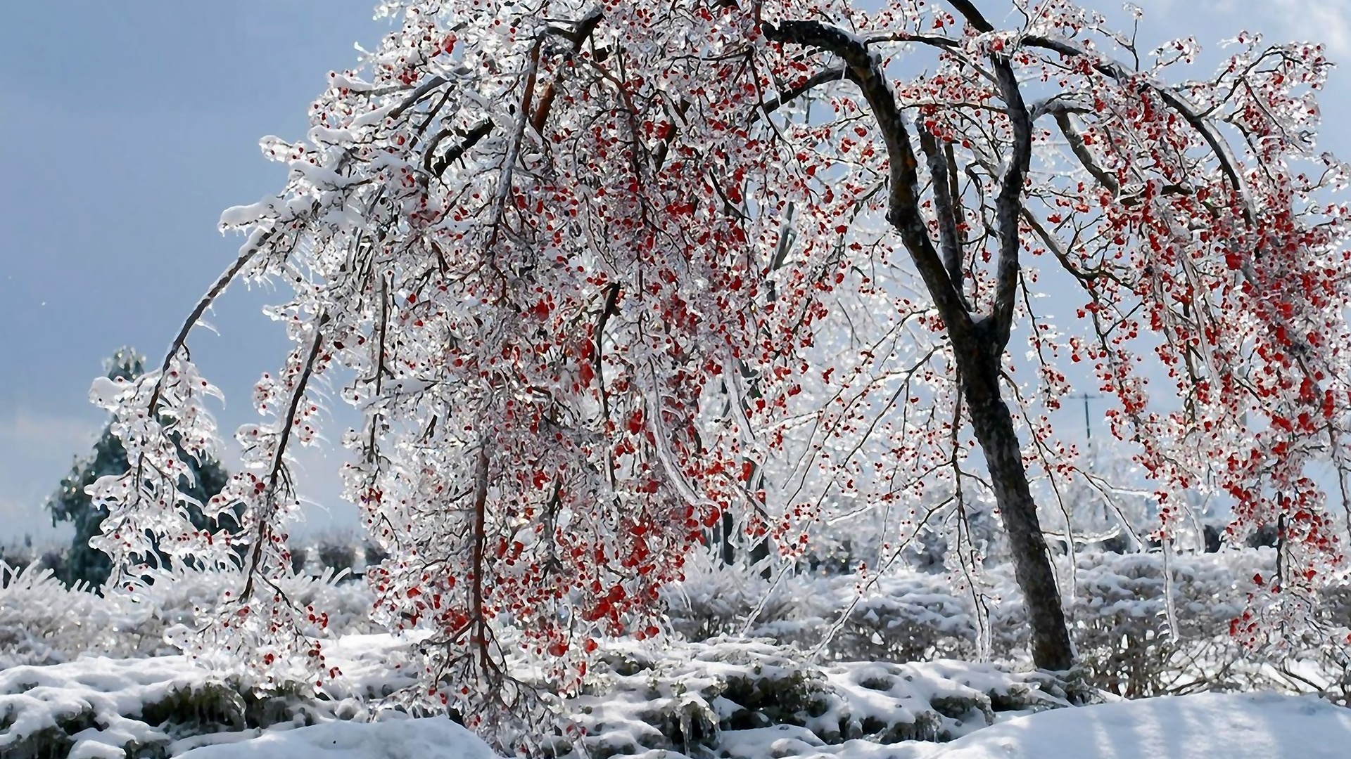 Zima, Drzewo, Lód, Śnieg