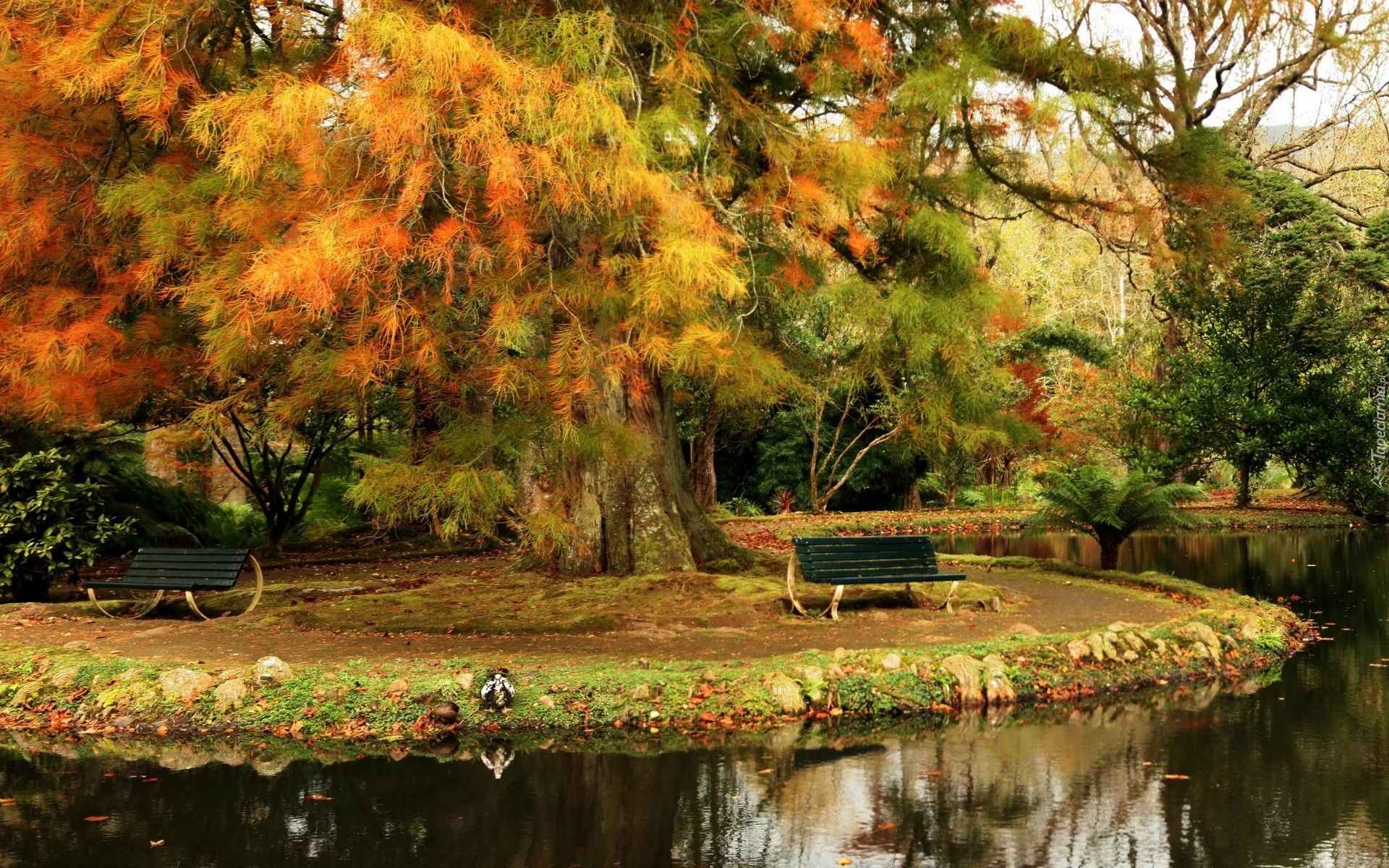 Park, Rzeka, Ławki, Drzewa, Jesień
