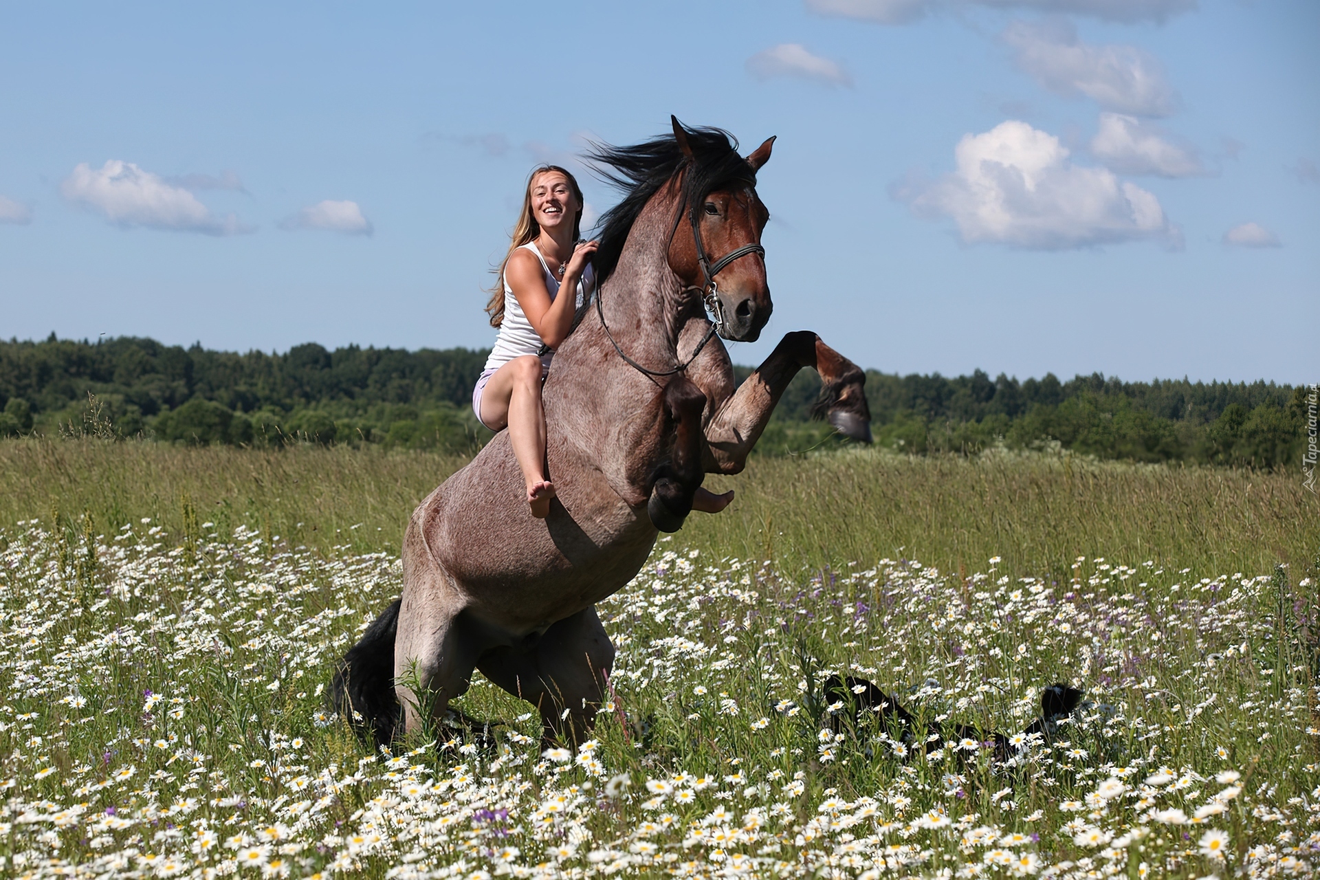 Тетка скачет. Лошадь в поле. Фотосессия с лошадью в поле. Лошади на лугу. Кони на лугу.