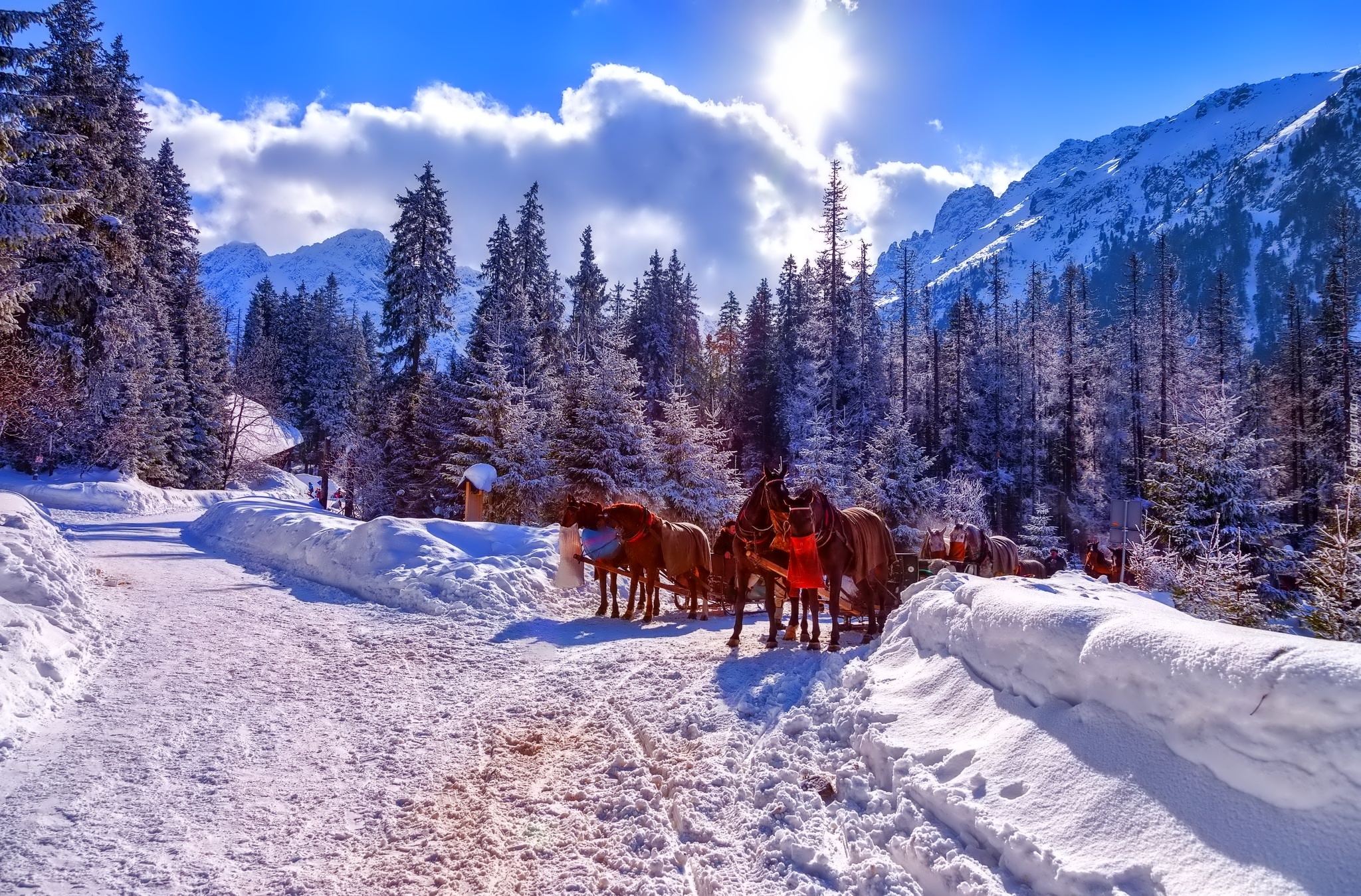 Góry, Zima, Konie, Zaprzęg, Tatry, Polska