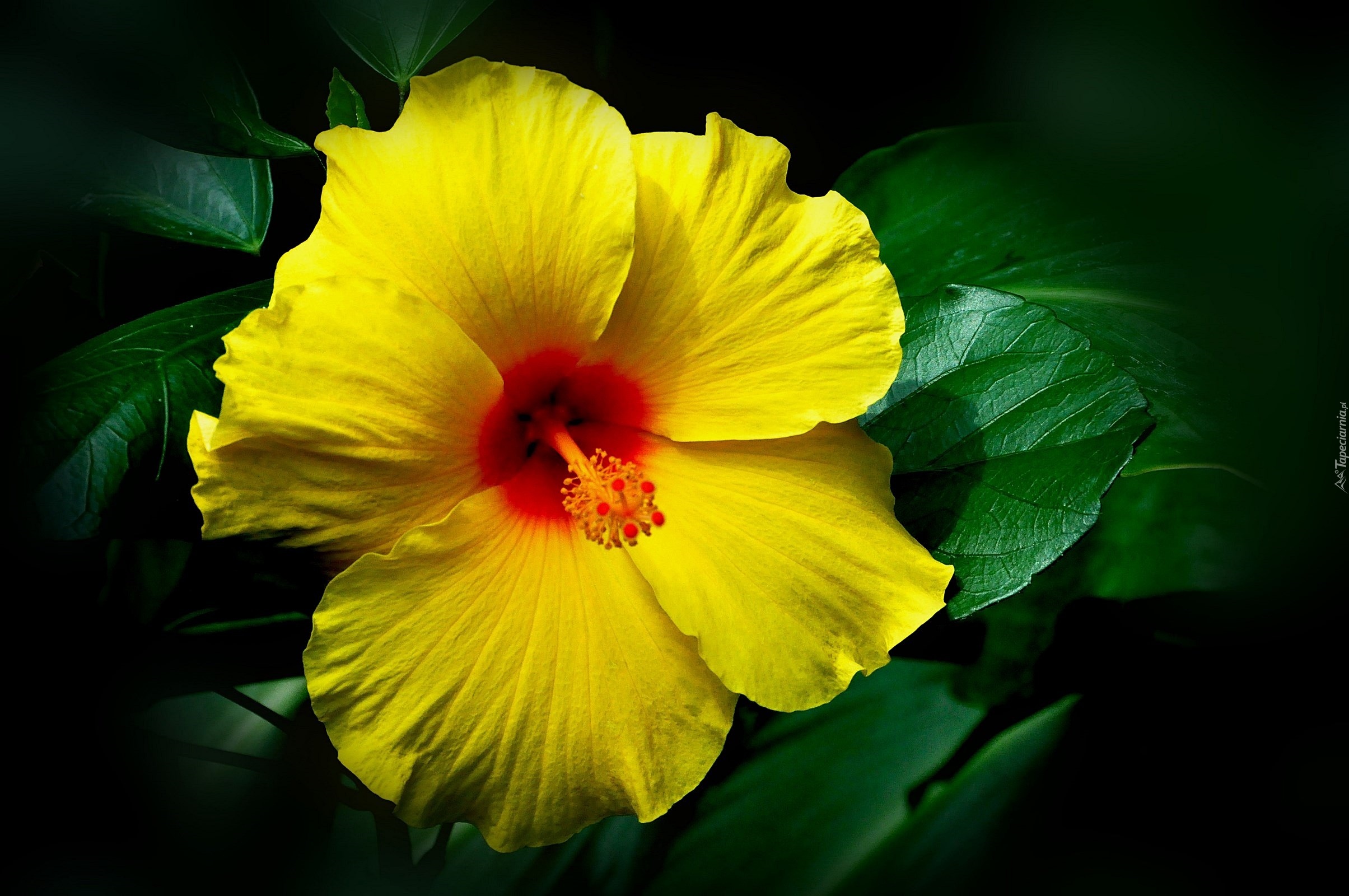 Żółty, Hibiskus