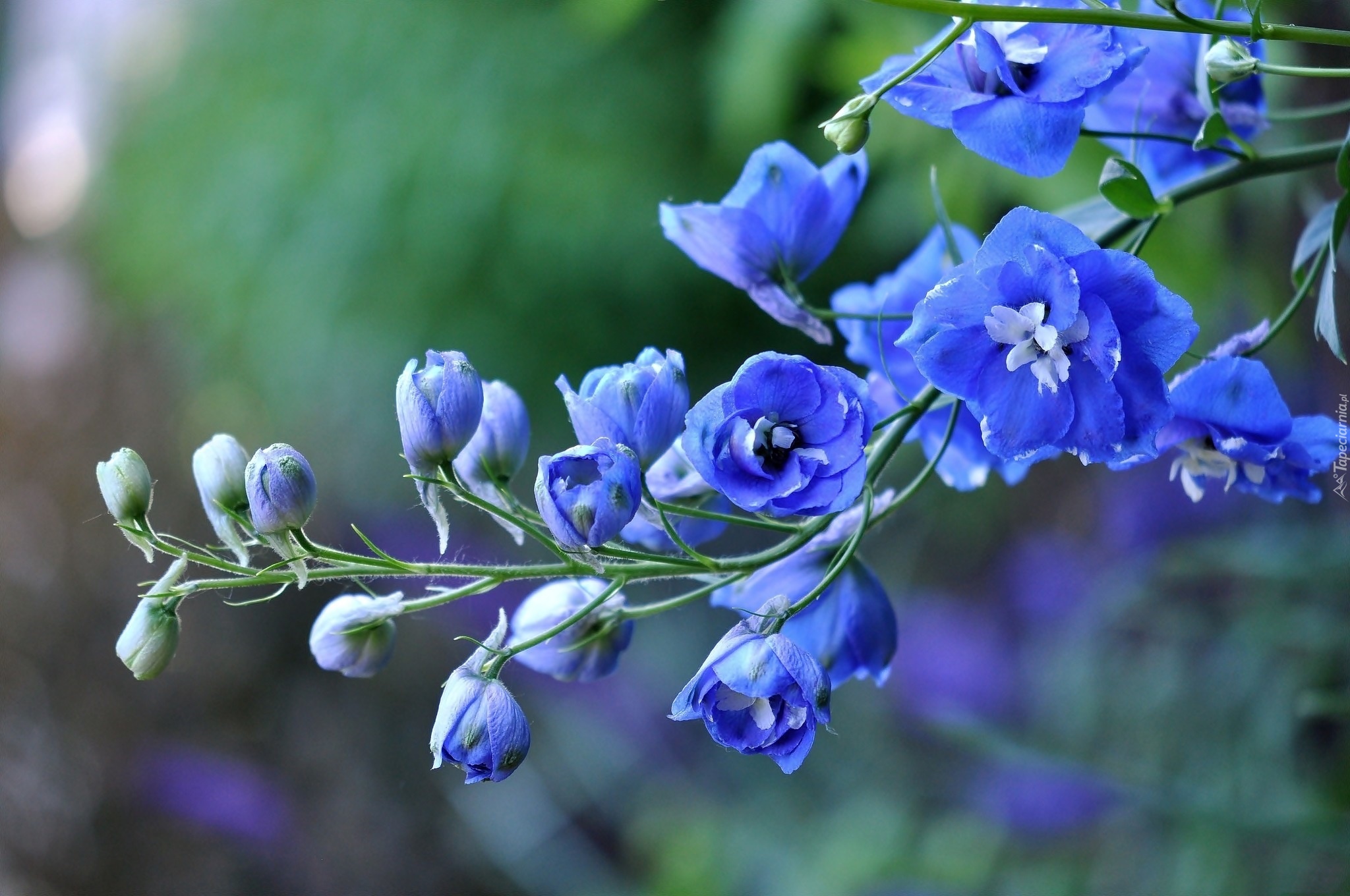 Niebieskie, Kwiatki, Ostróżka