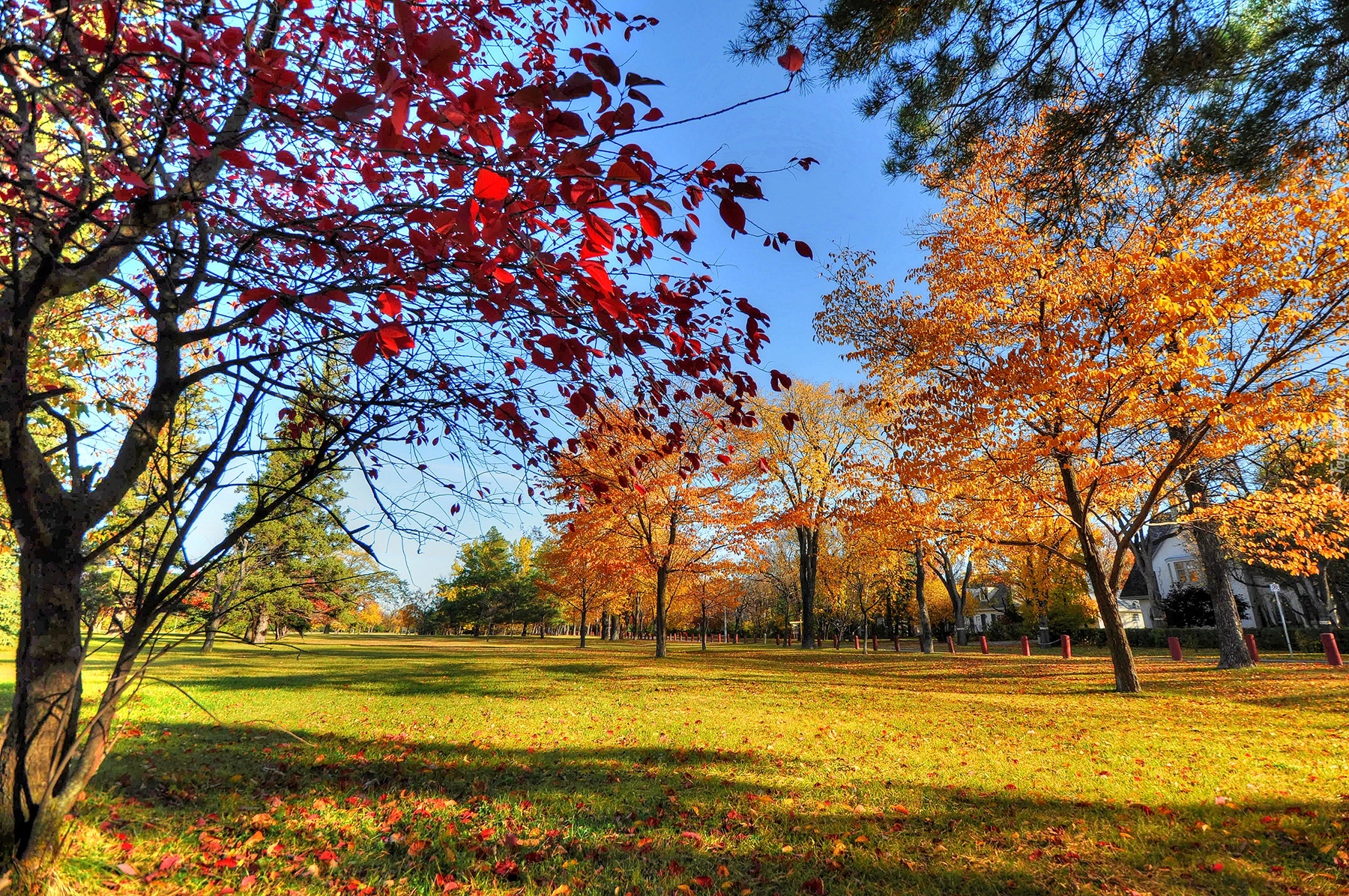 Jesień, Park, Drzewa