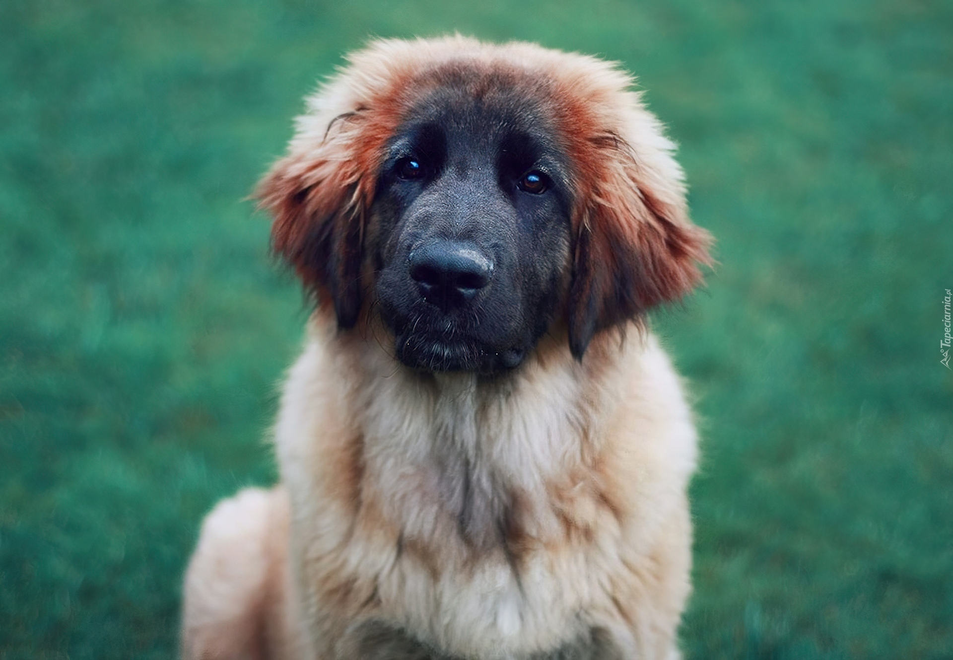 Pies, Mordka, Leonberger