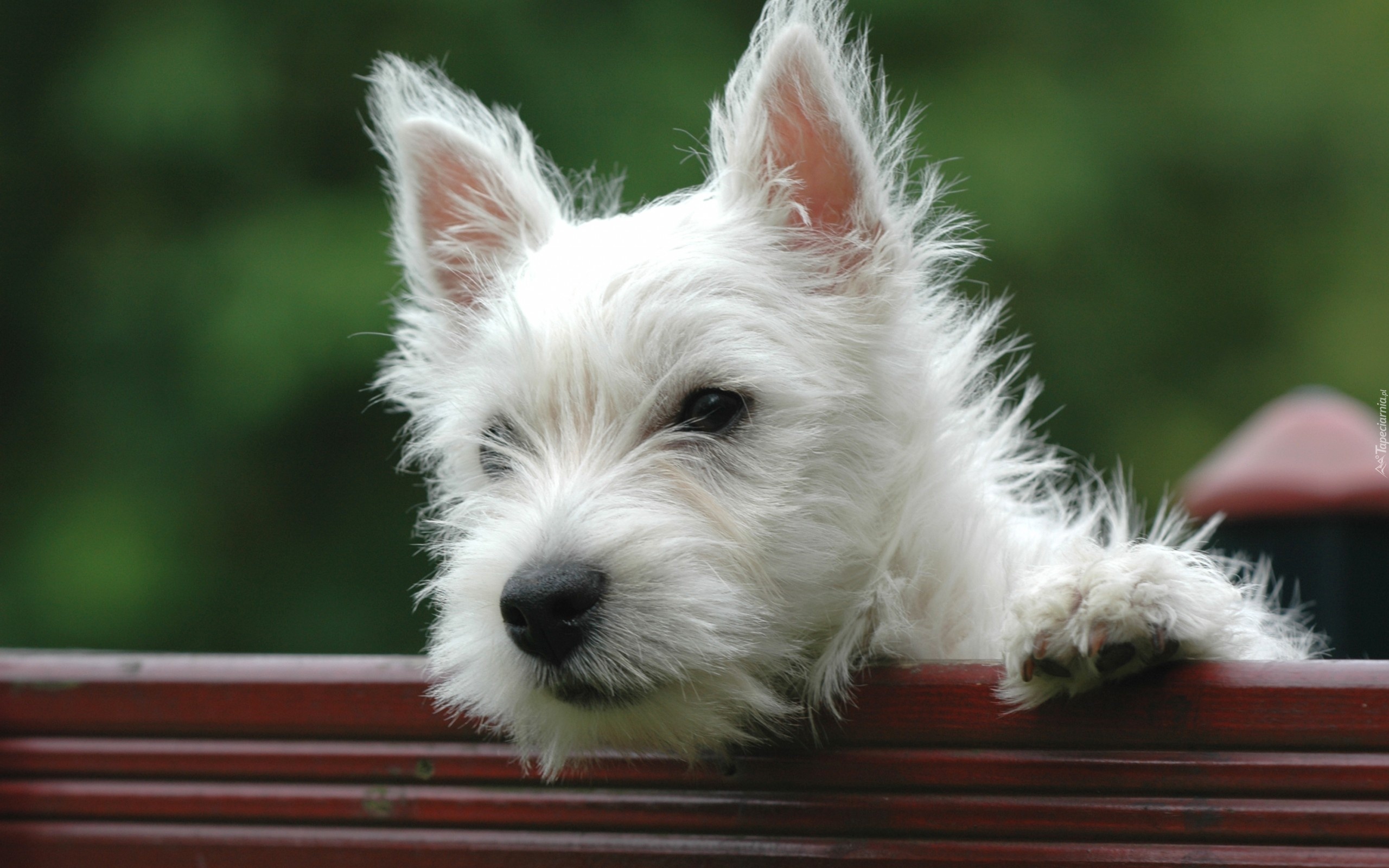 Pies, West highland white terrier