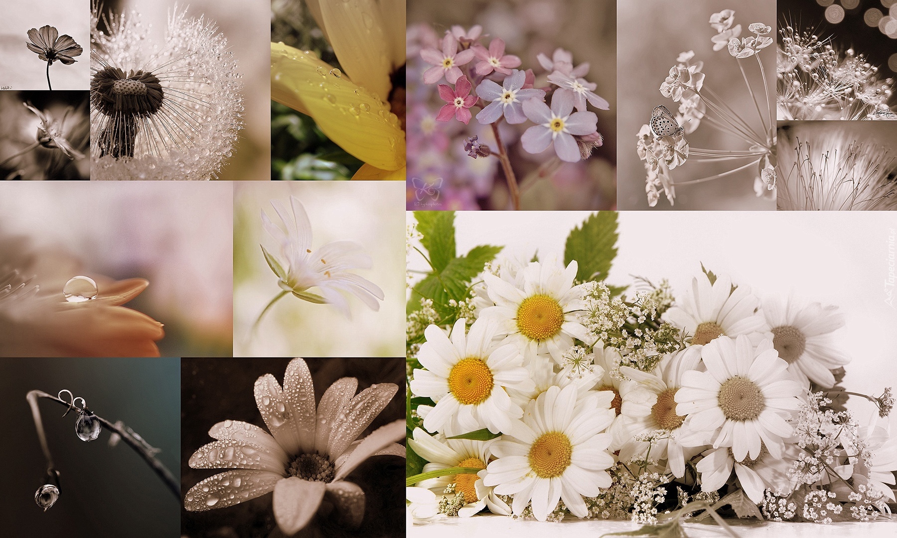 Kwiatki, Niezapominajki, Margerytki, Dmuchawiec
