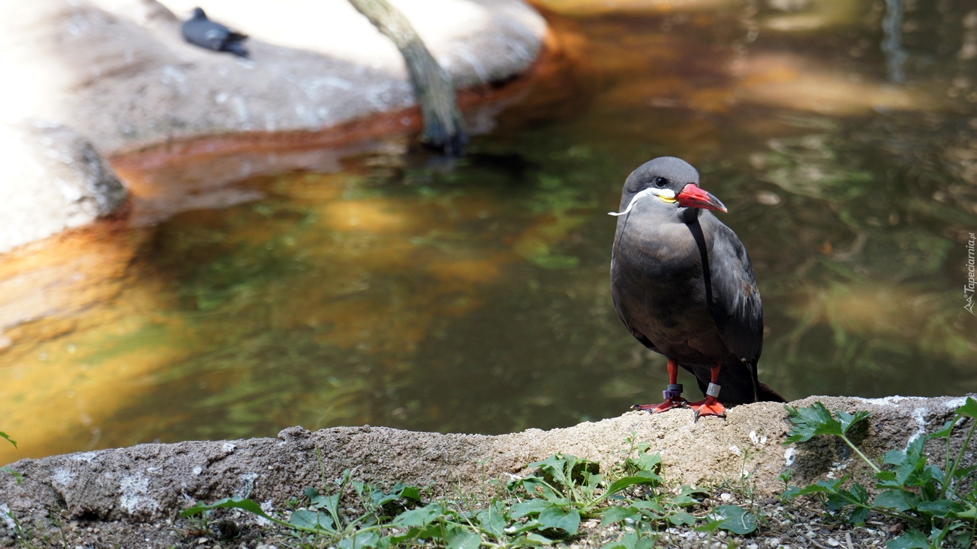 Ptak, Inca Tern, Czerwony, Dziób, Rzeka