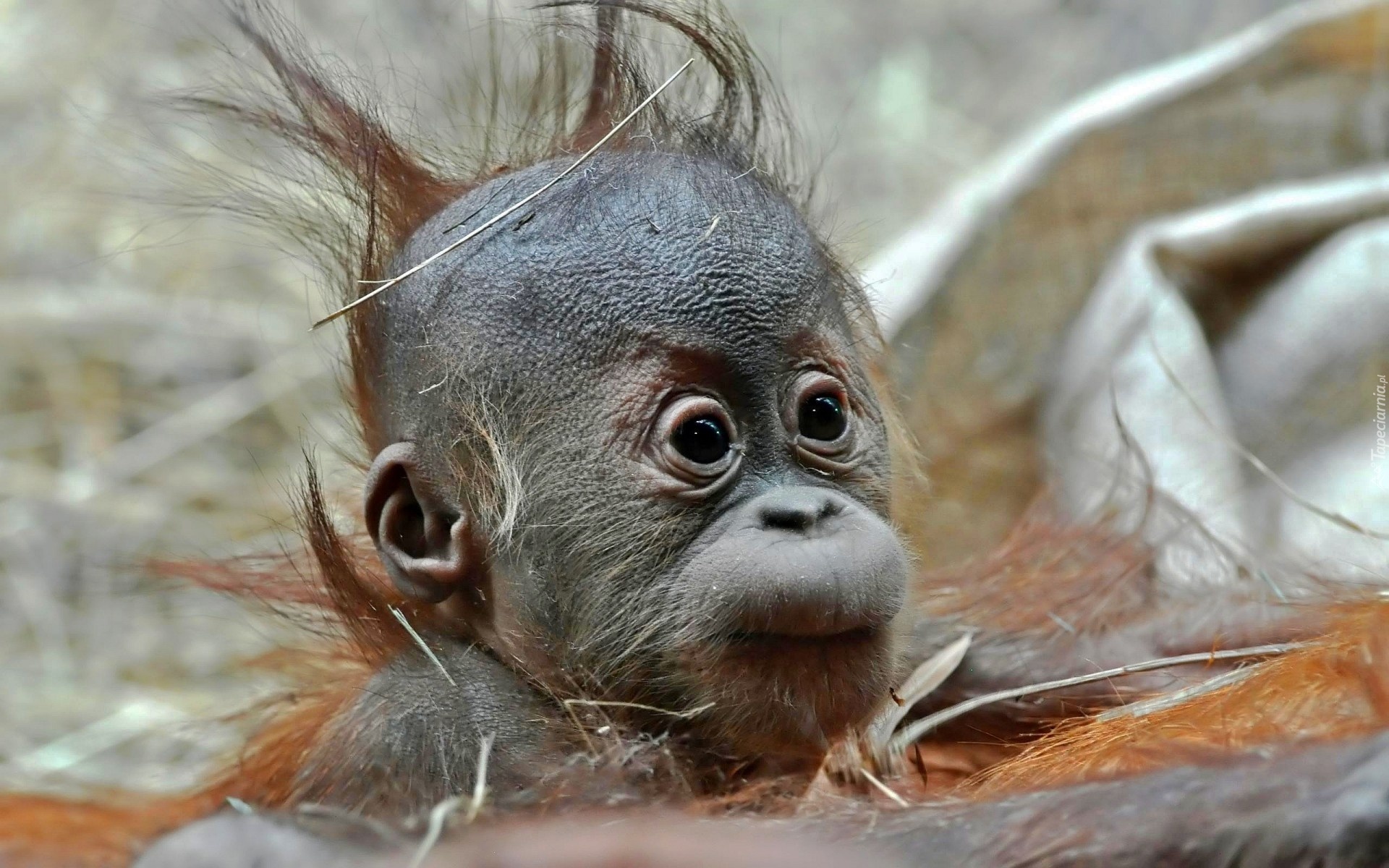 Młody, Orangutan