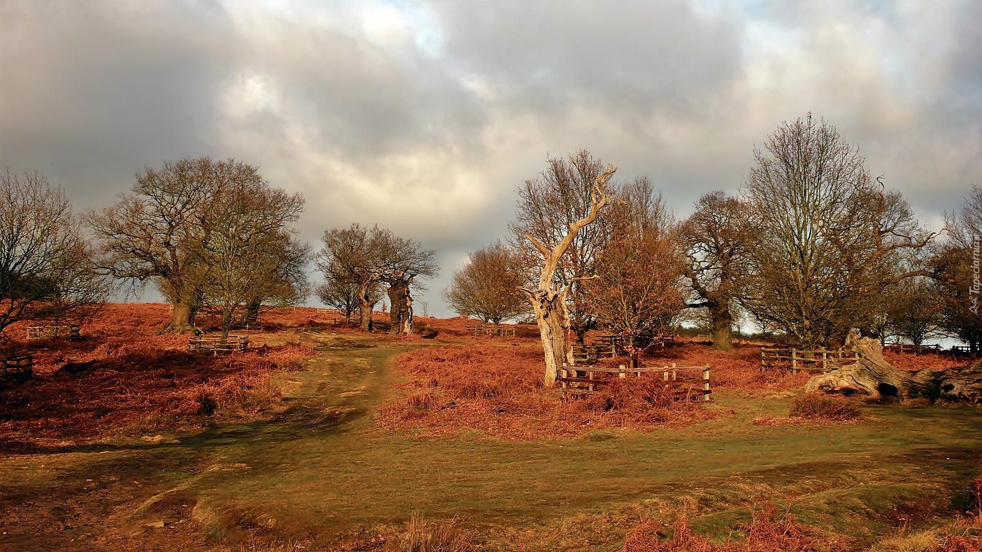 Leicestershire, Bradgate, Park