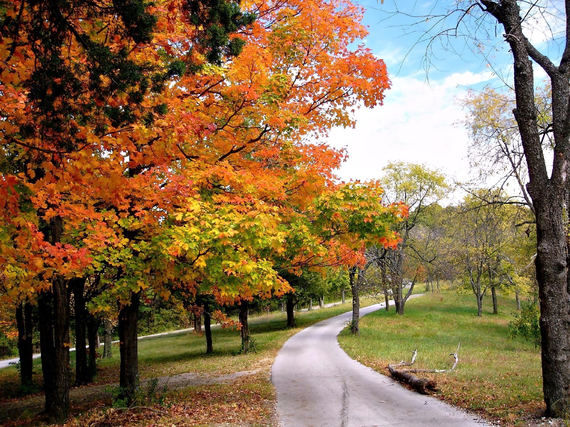 В парк пришла осень. Осенний парк. Осень в парке. Золотая осень в парке. Осенний лес в парке.