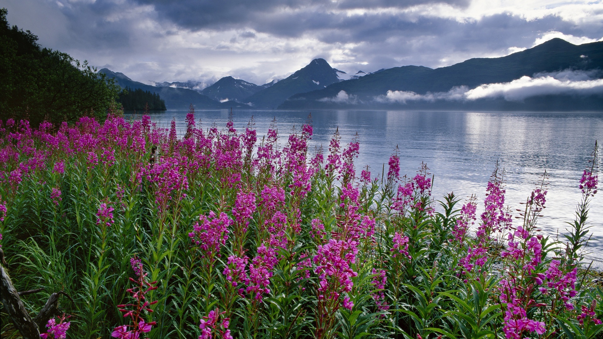 Stany Zjednoczone, Alaska, Fiord Kenai, Polne, Kwiaty, Wierzbówka kiprzyca, Góry