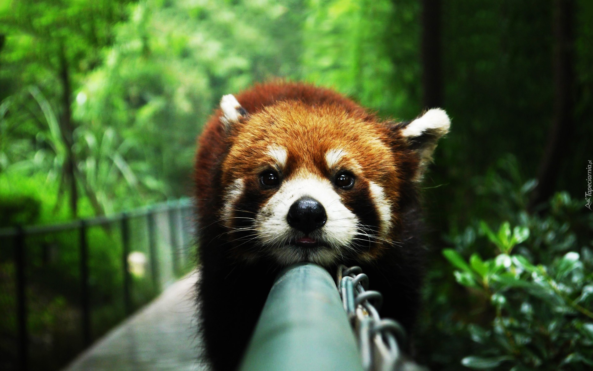 Panda, Czerwona, Pandka ruda