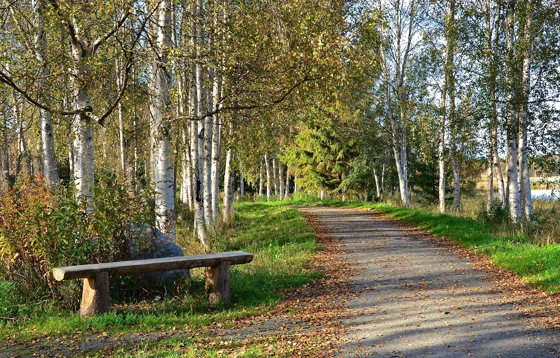 Park, Droga, Ławeczka, Brzozy