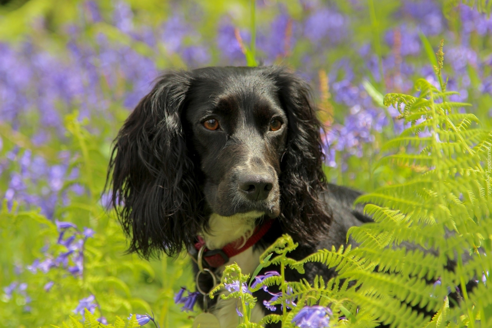 Czarny, Pies, Spaniel, Paprocie