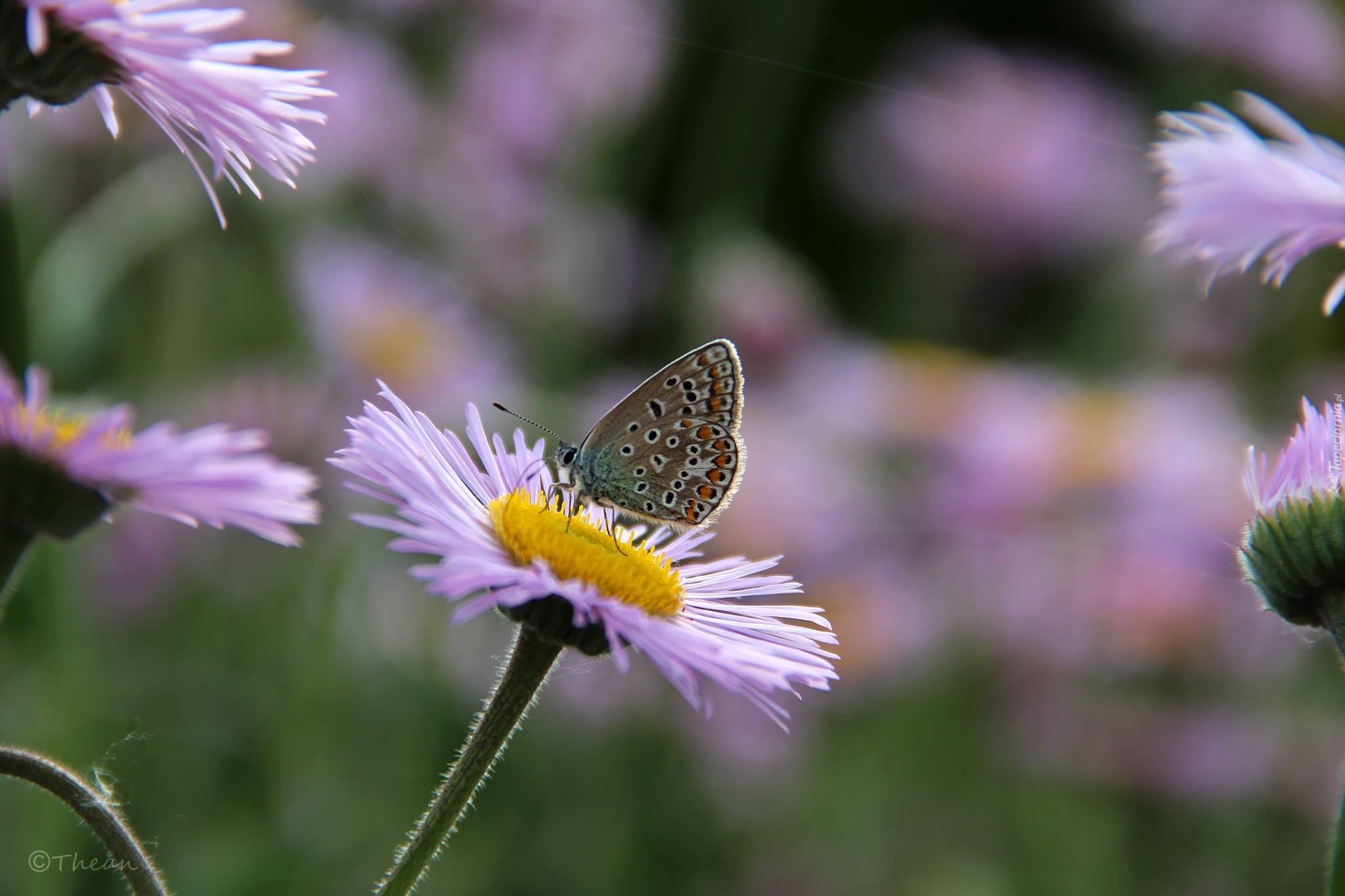 Fioletowe, Astry alpejskie, Motyl, Modraszek