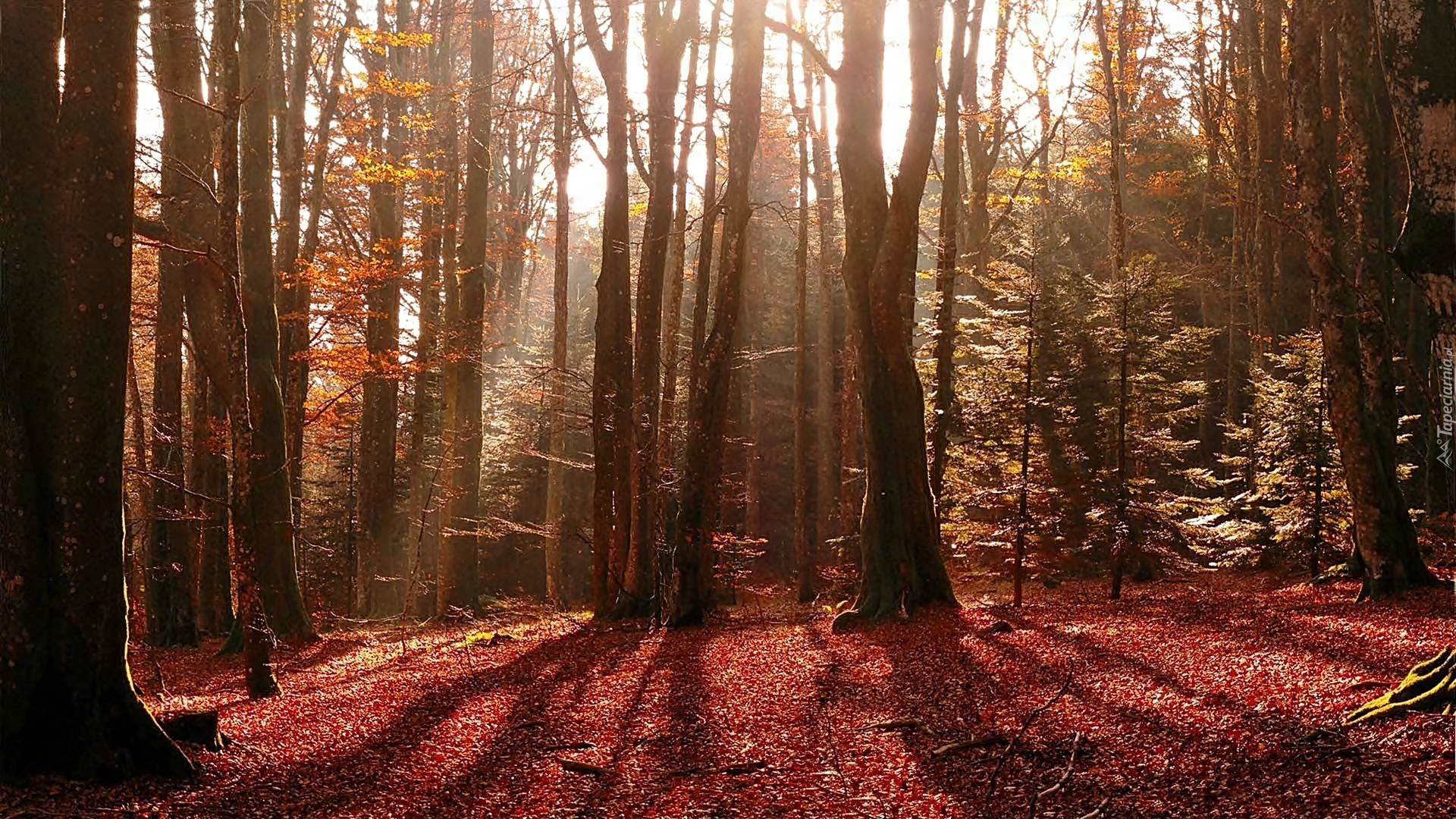 Rozświetlony, Las, Opadłe, Liście