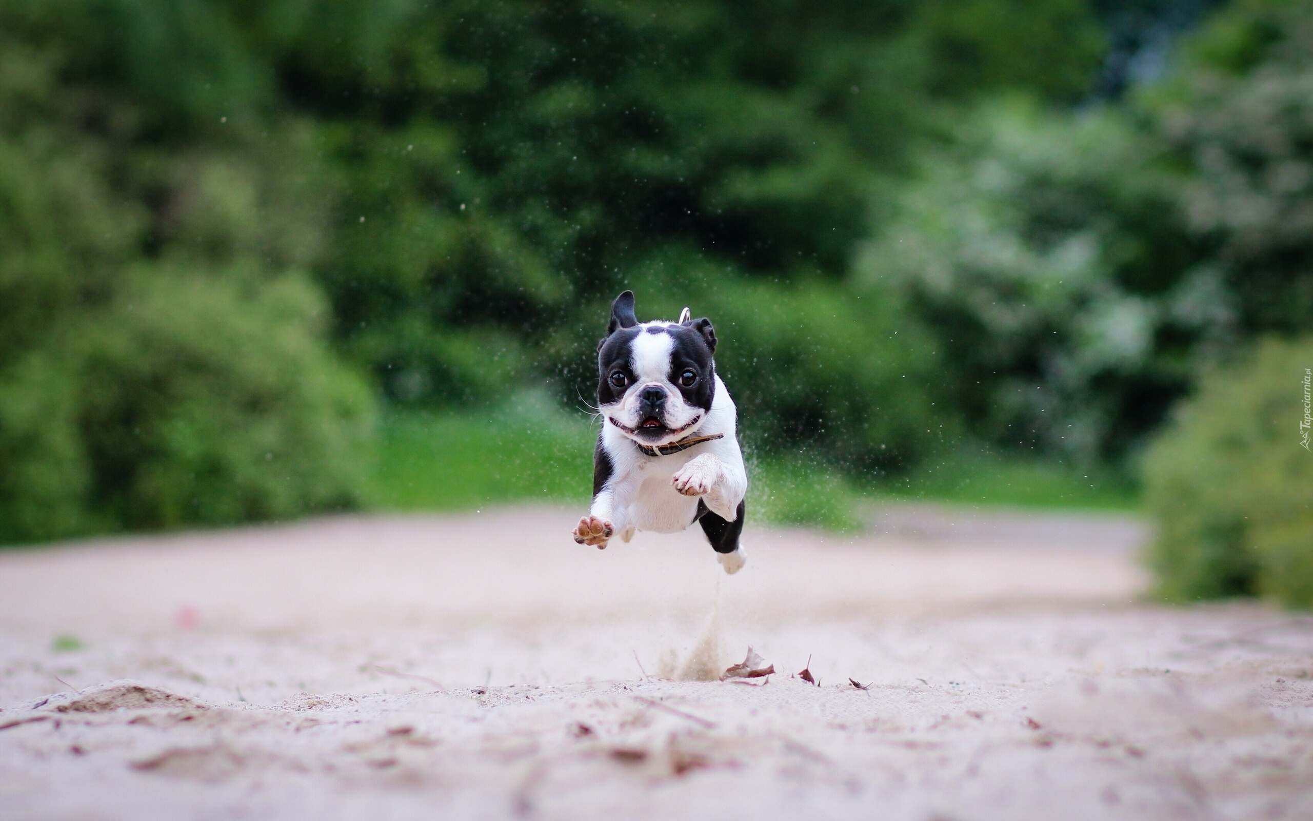 Boston terrier, Bieg