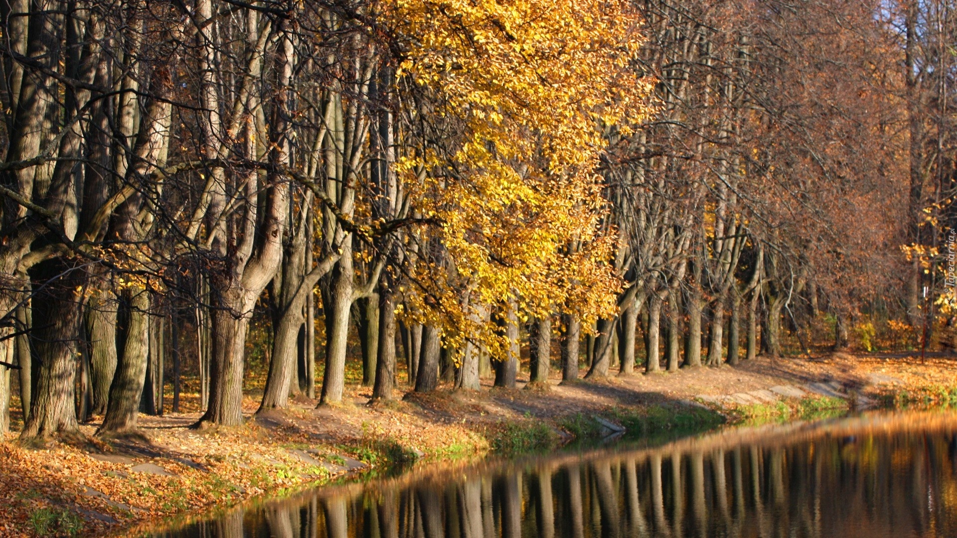 Park, Jesień, Drzewa, Staw