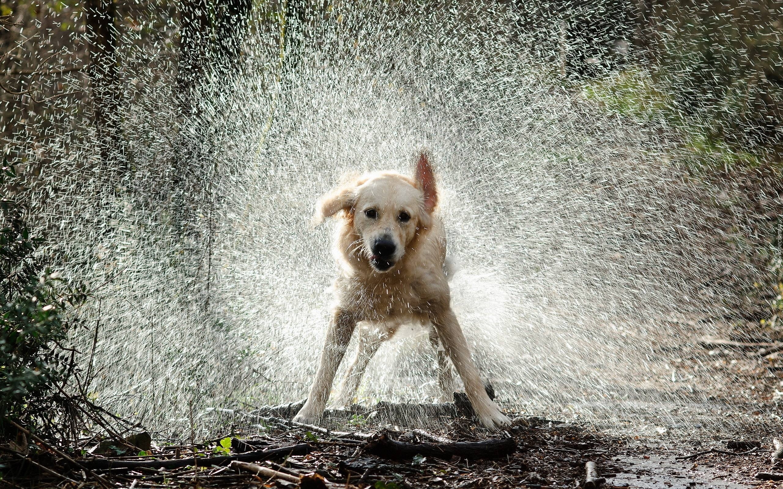 Woda, Golden Retriever