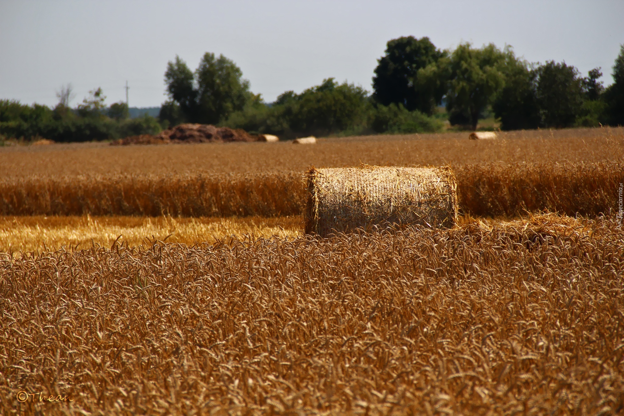 Pole, Zboże, Lato