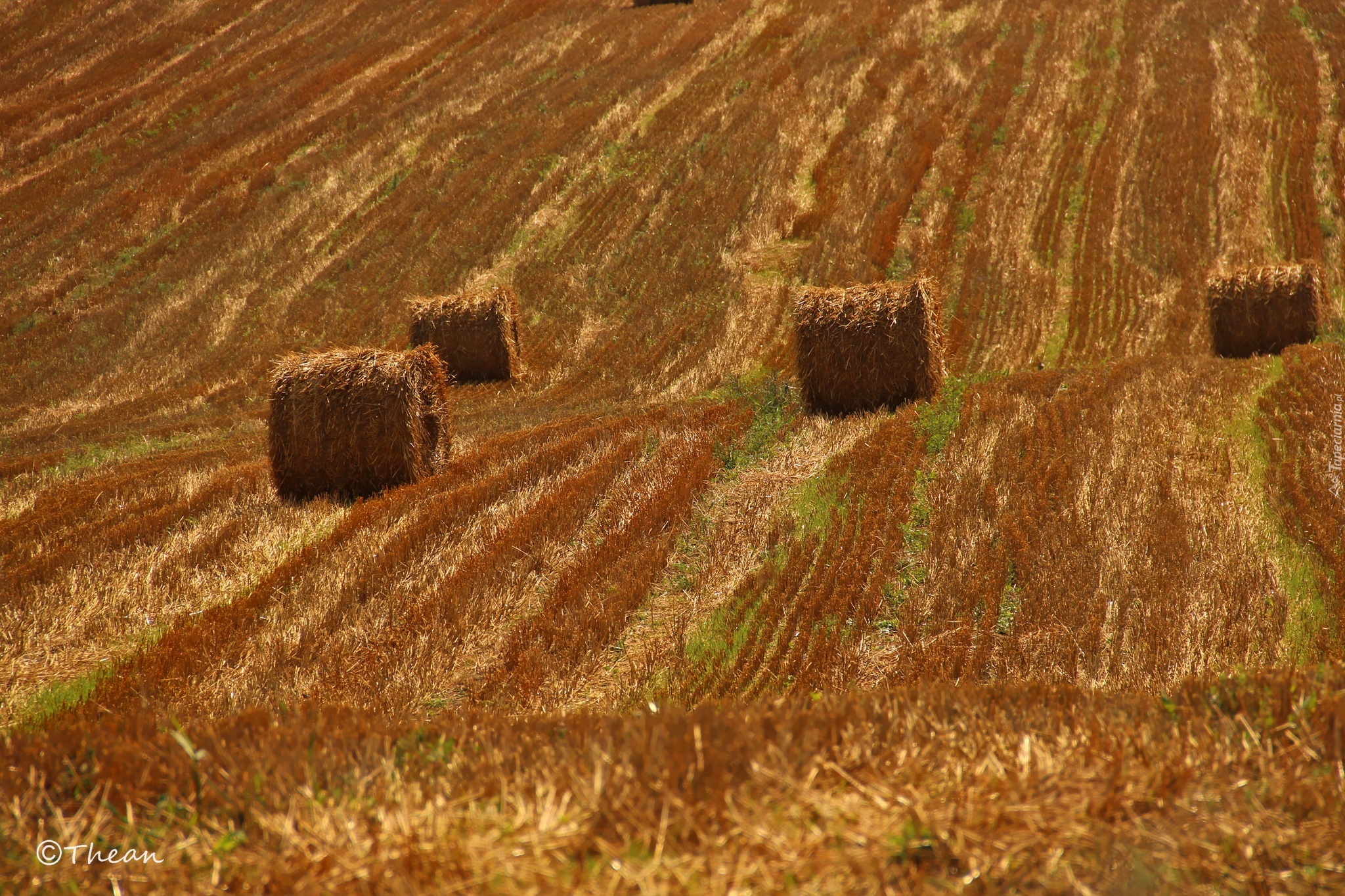 Pole, Zżęte, Zboże, Lato