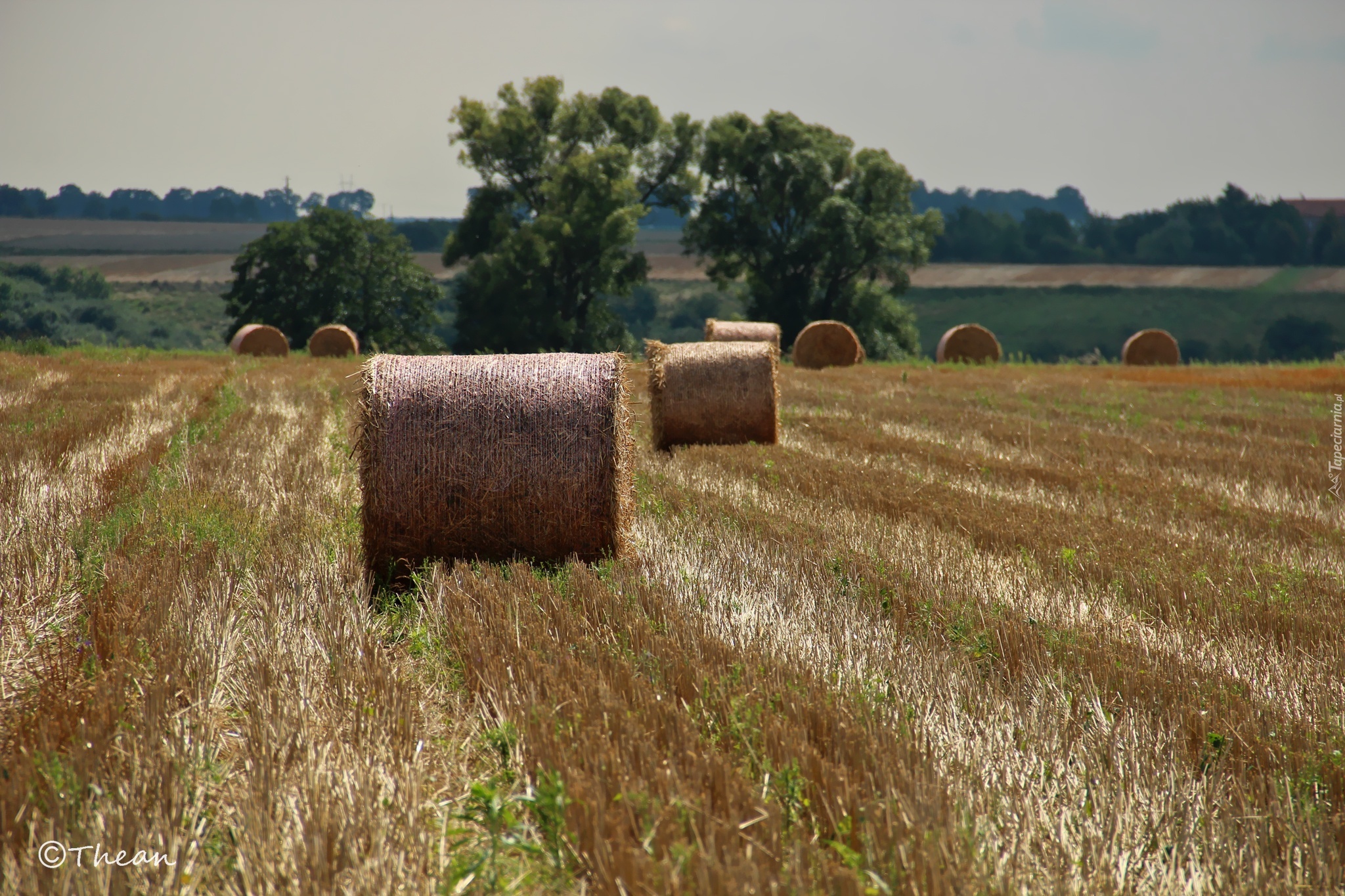 Zżęte, Zboże, Pole, Bale, Lato