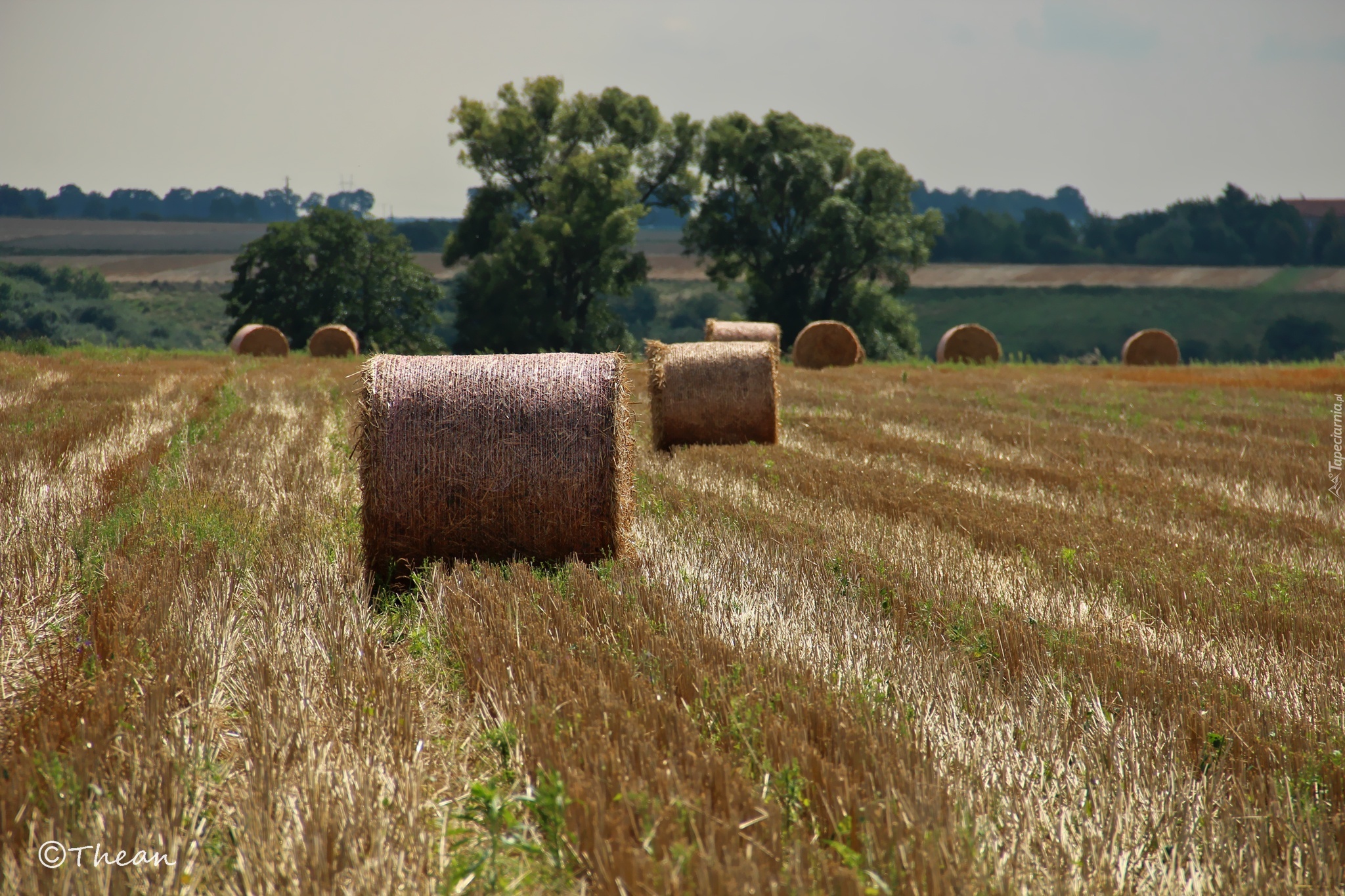 Zżęte, Zboże, Pole, Bale, Lato