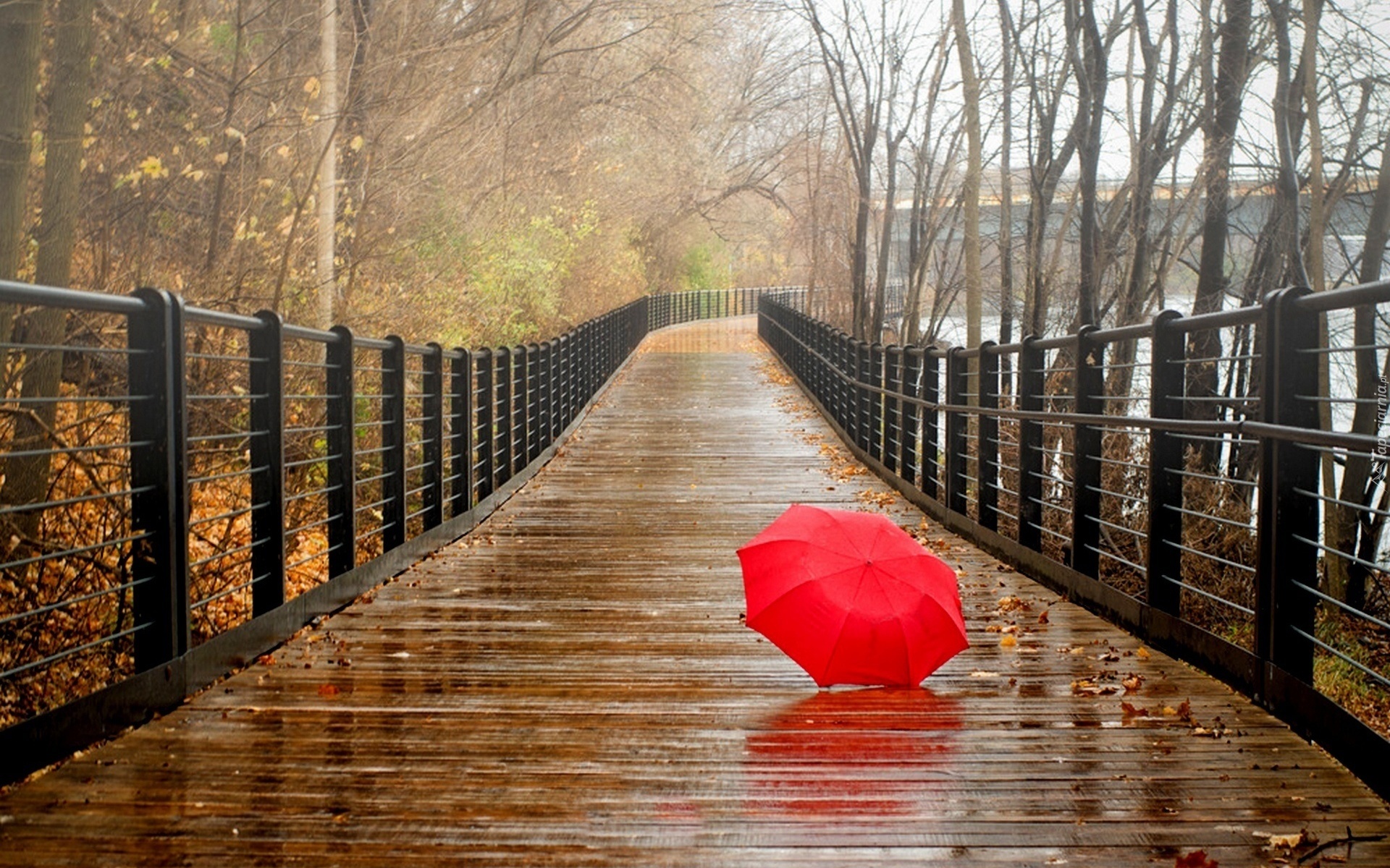 Most, Parasol, Jesień