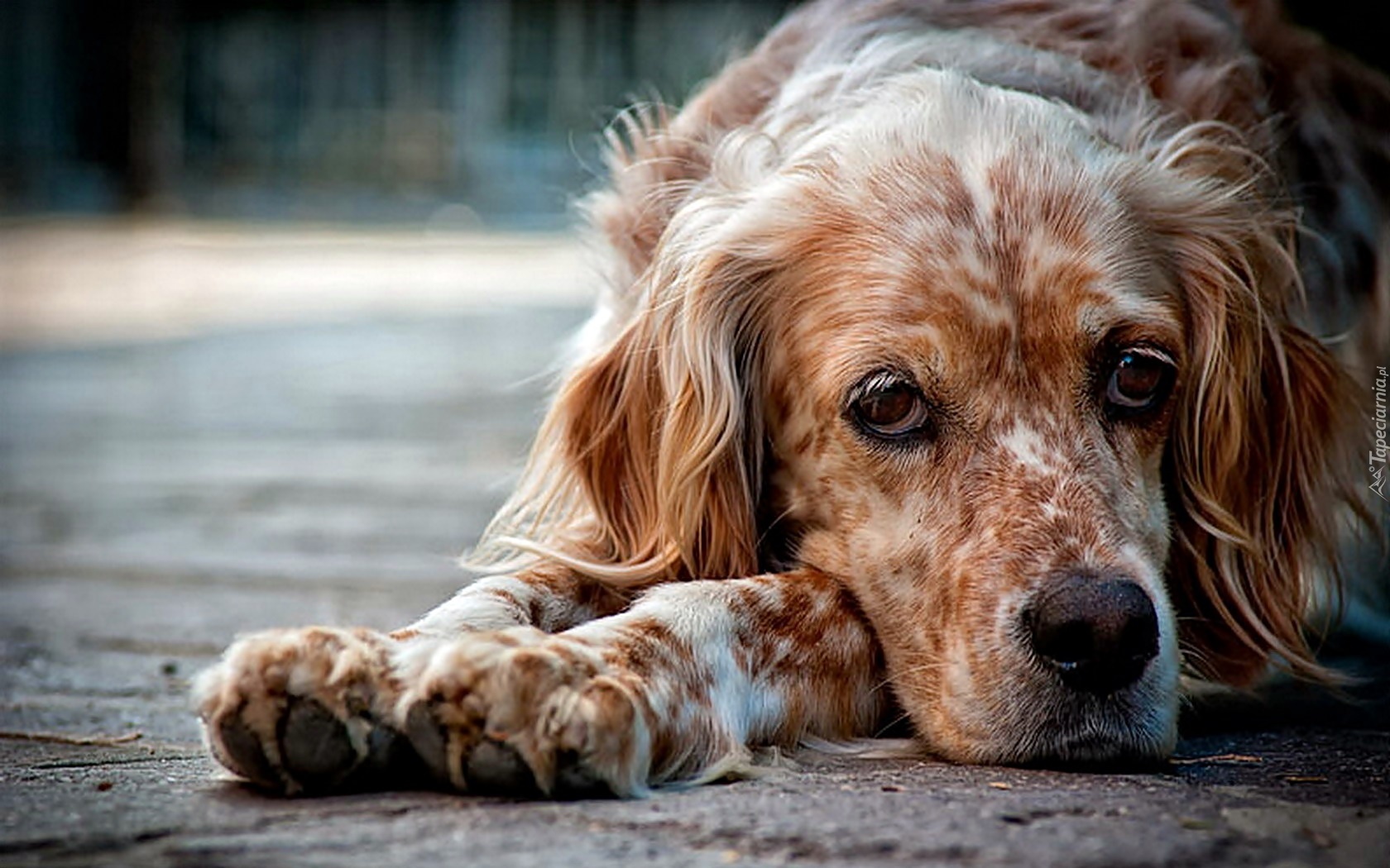 Spaniel, Mordka, Łapy, Zbliżenie, Rozmycie