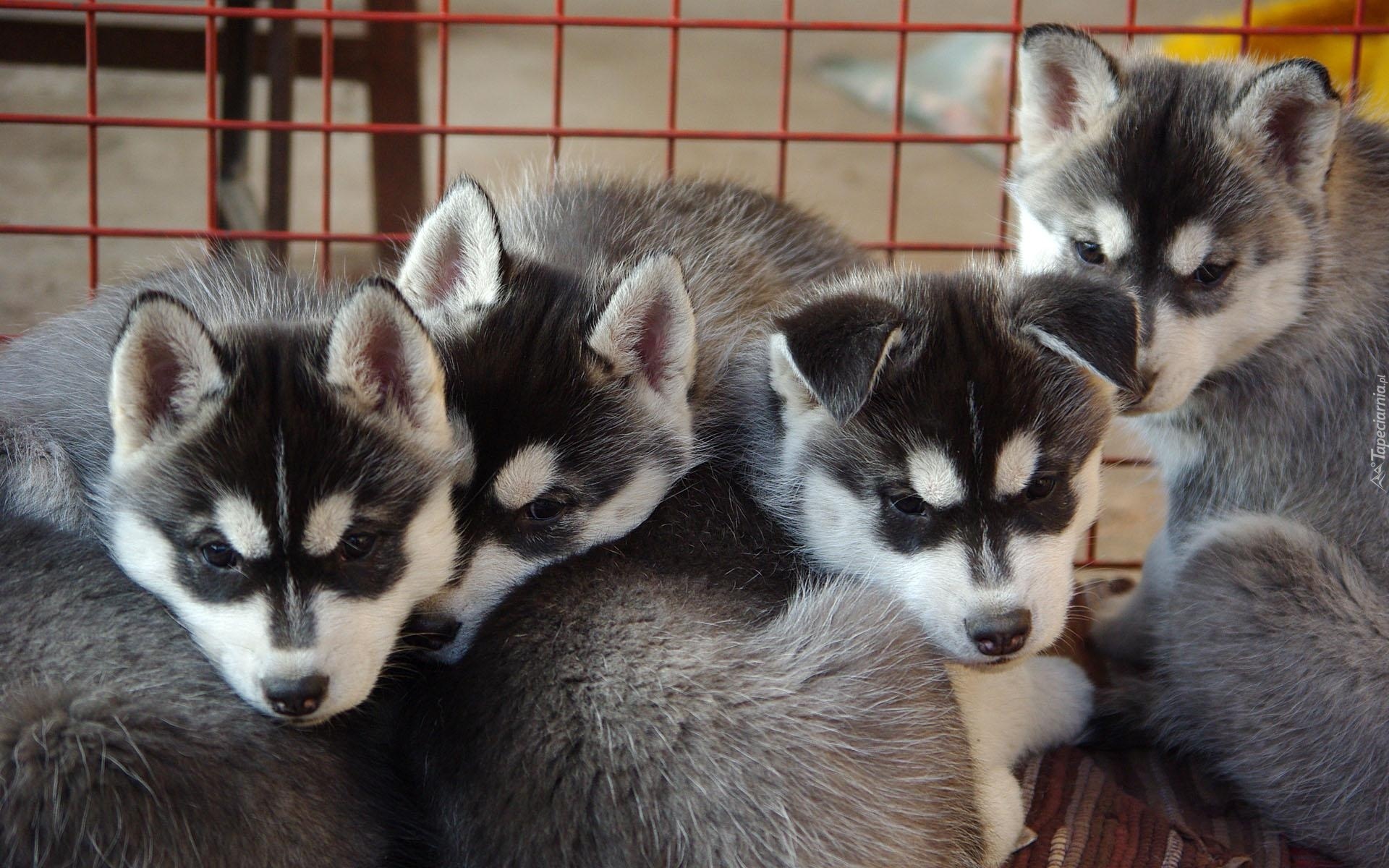 Szczeniaki, Siberian Husky