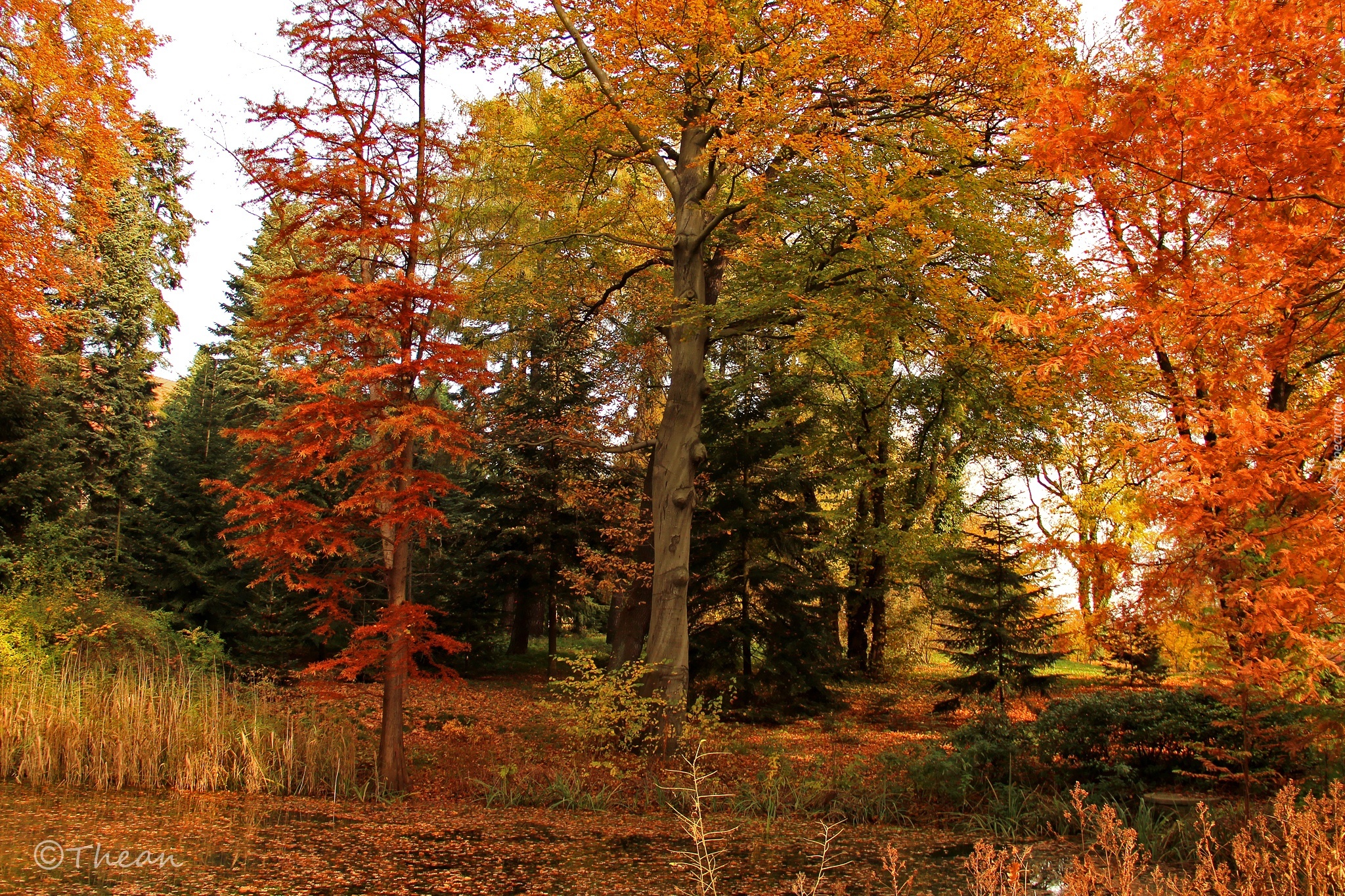 Ogród Dendrologiczny, Drzewa, Kolorowe, Liście, Jesień