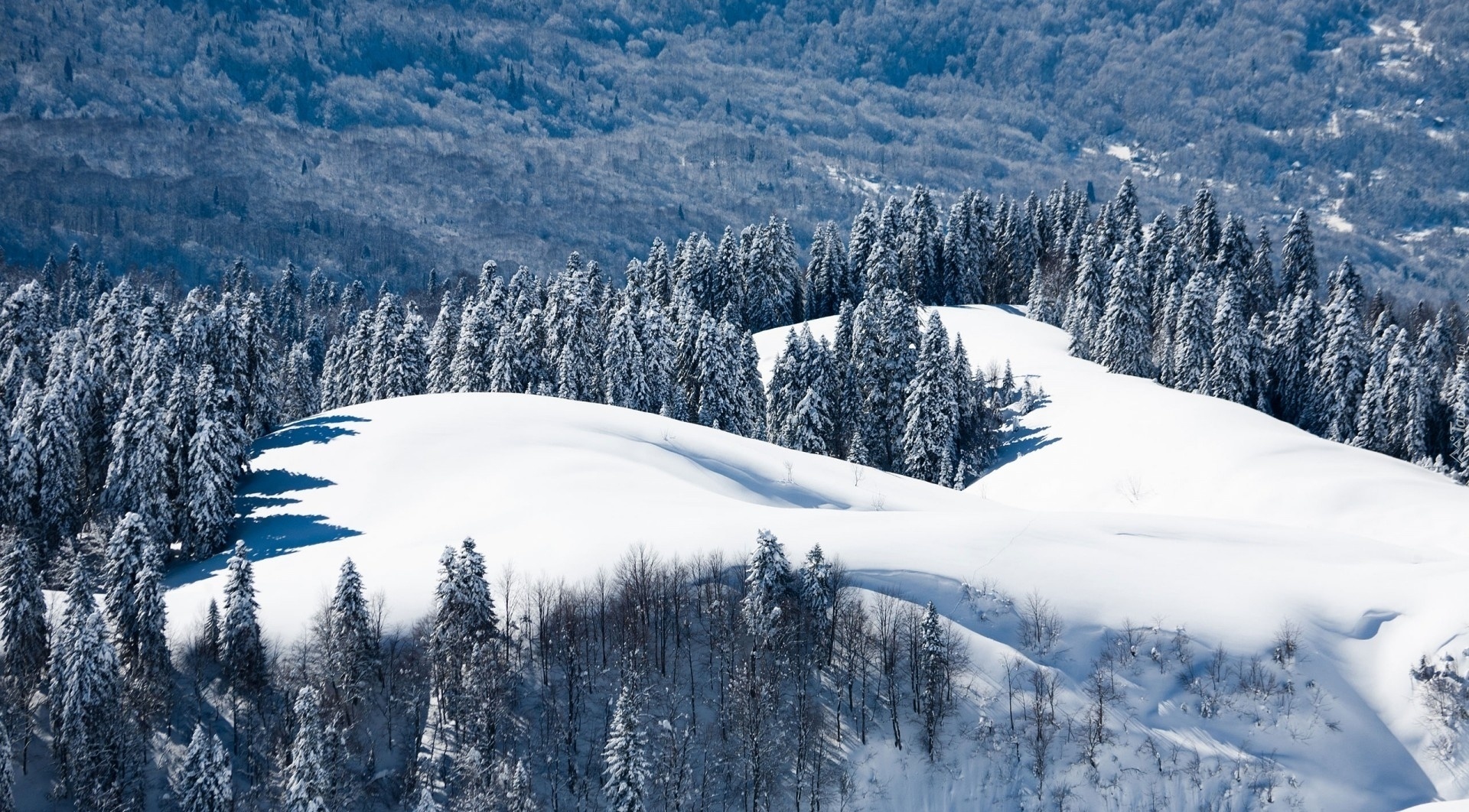 Zima, Góry, Lasy