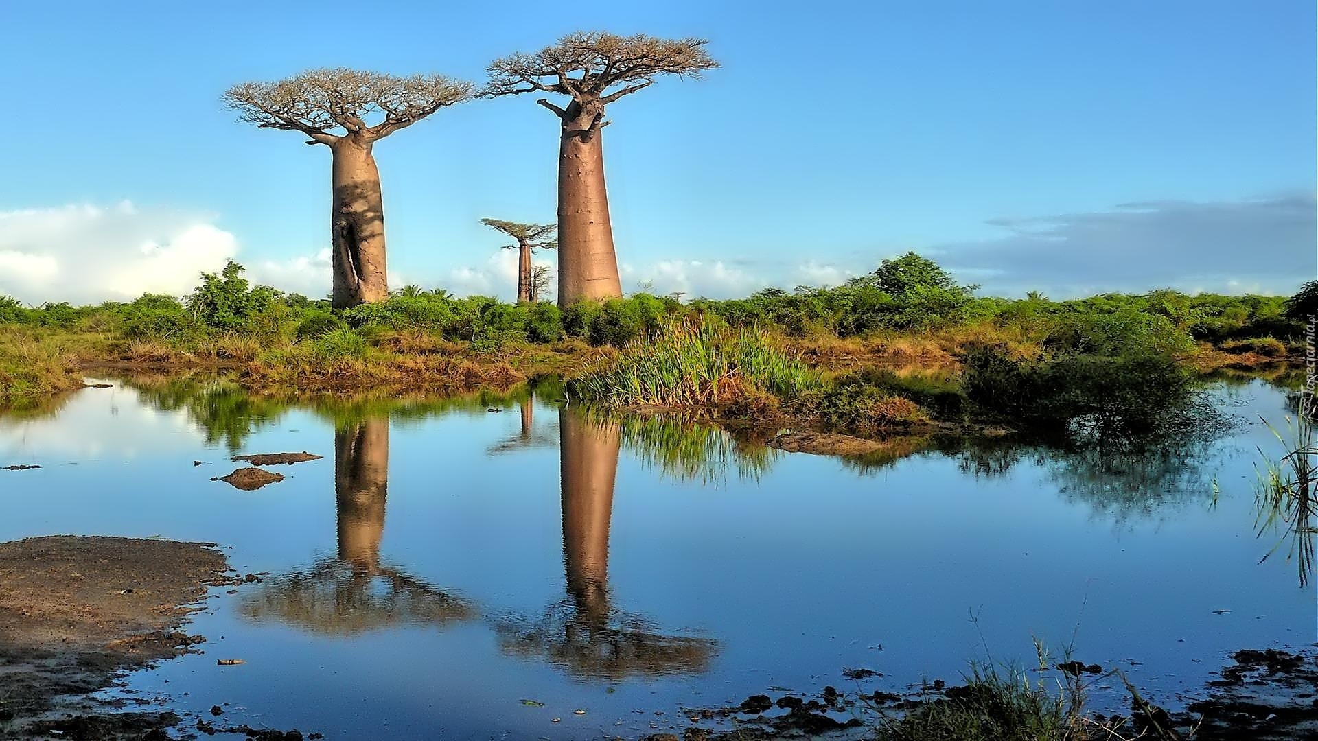 Drzewa, Baobaby, Sawanna, Woda, Odbicie