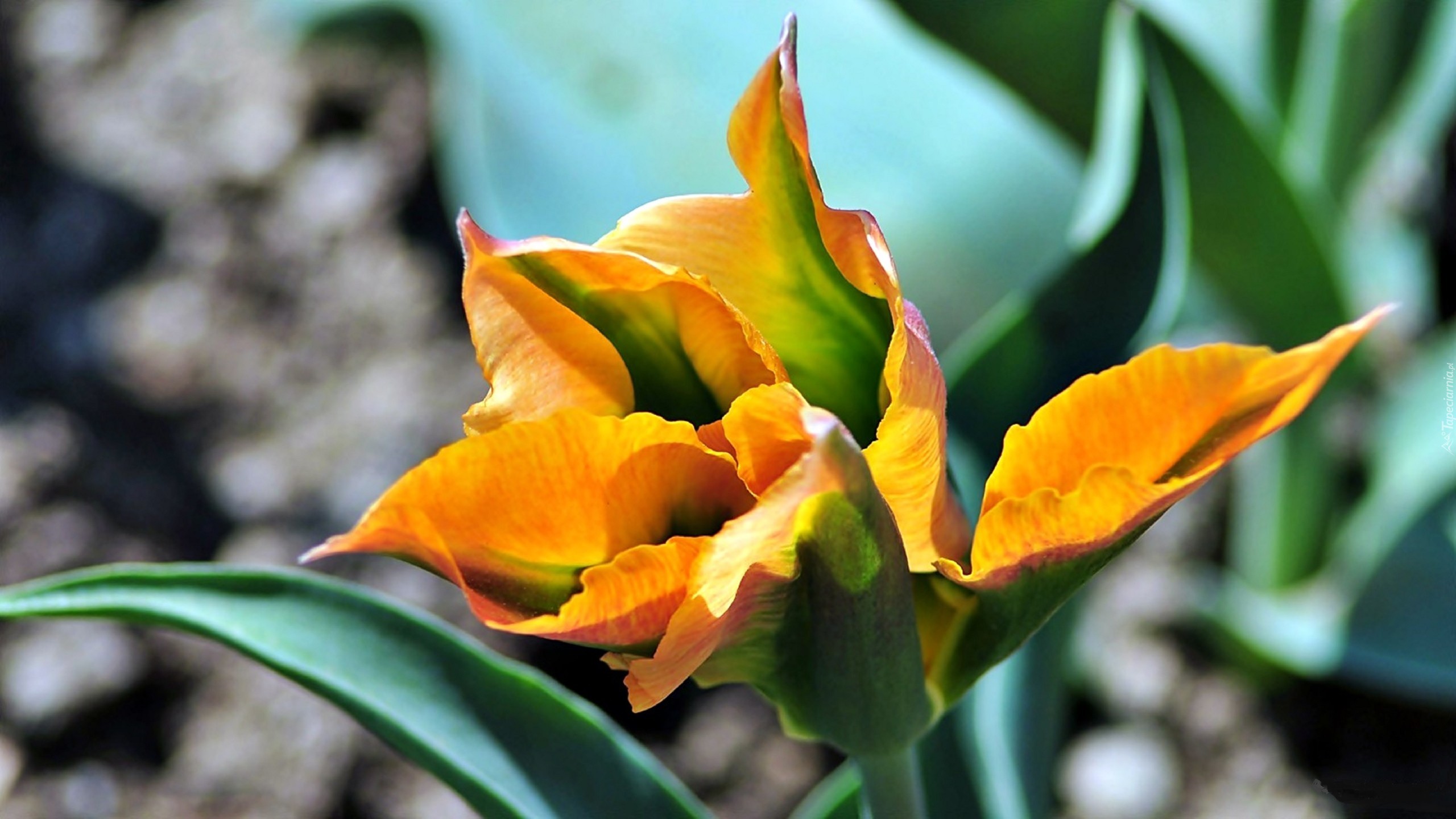 Tulipan, Żółty, Kwiat, Rozmycie